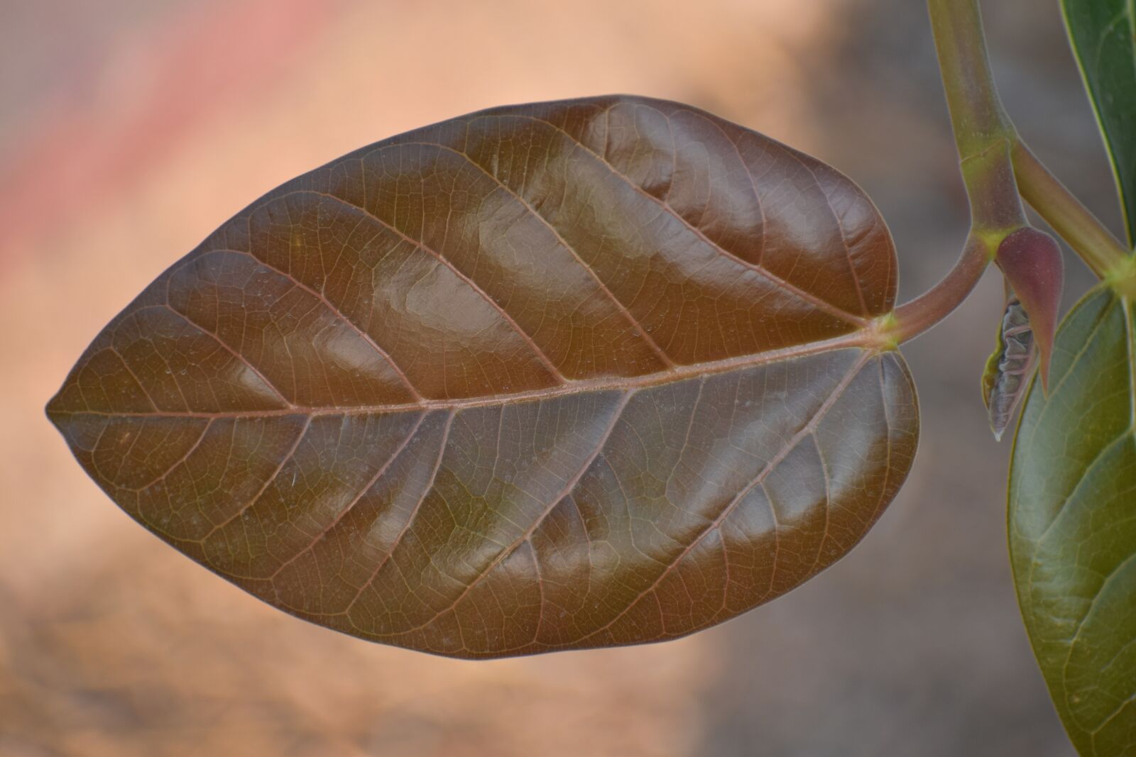 Nikon D5600 sample photo. Nascent leaf, young leaf photography