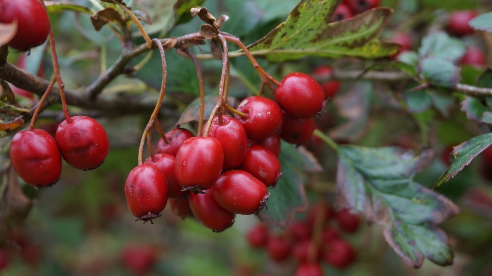 Sony Alpha a5000 (ILCE 5000) sample photo. Fruit, nature, berry photography