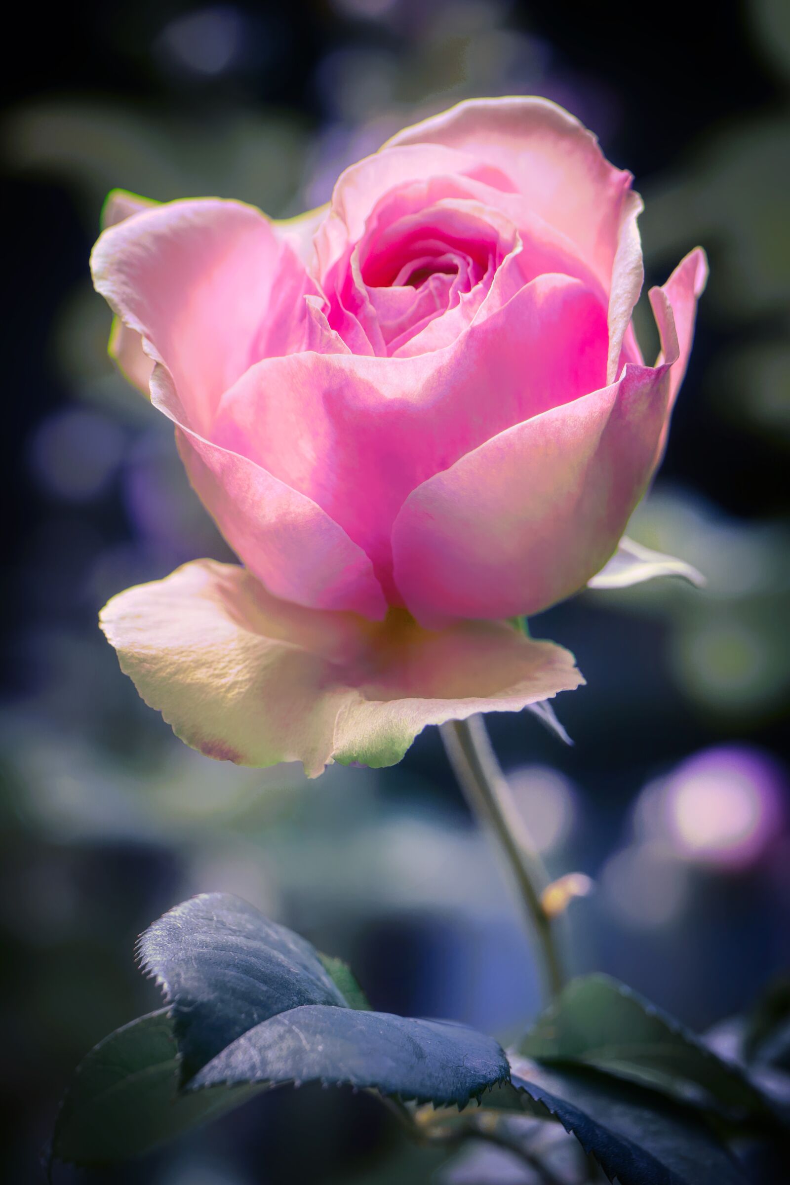 Panasonic Lumix DMC-GX8 sample photo. Rose, flower, blossom photography