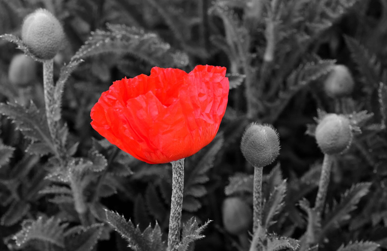 Nikon D3300 sample photo. Flora, red flower, monochrome photography