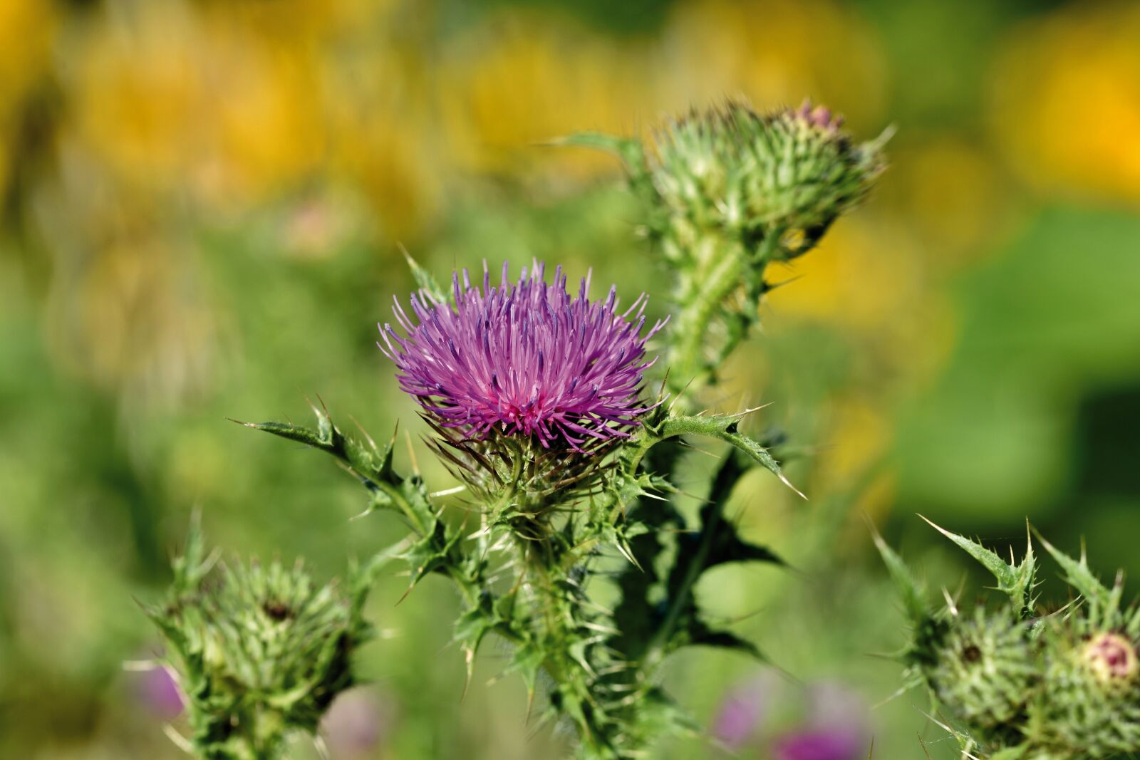 Nikon D7200 sample photo. Thistle, arctium, blossom photography