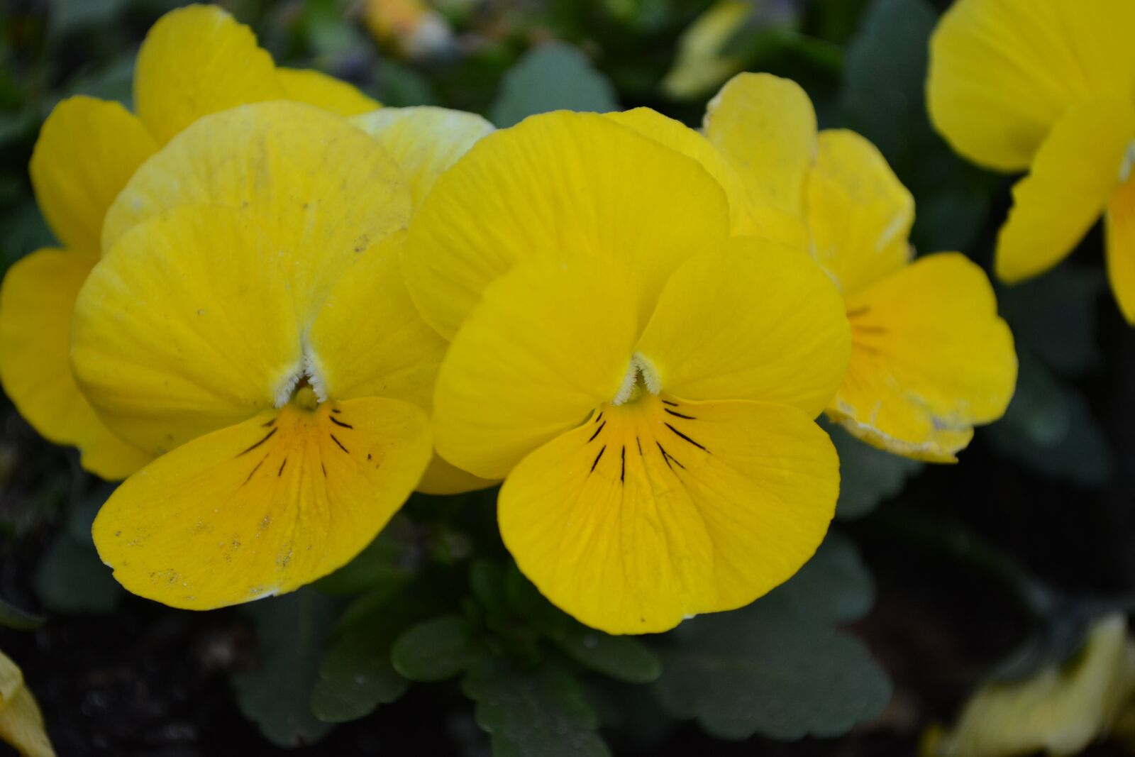 Nikon D5200 sample photo. Flower, meadow, nature photography