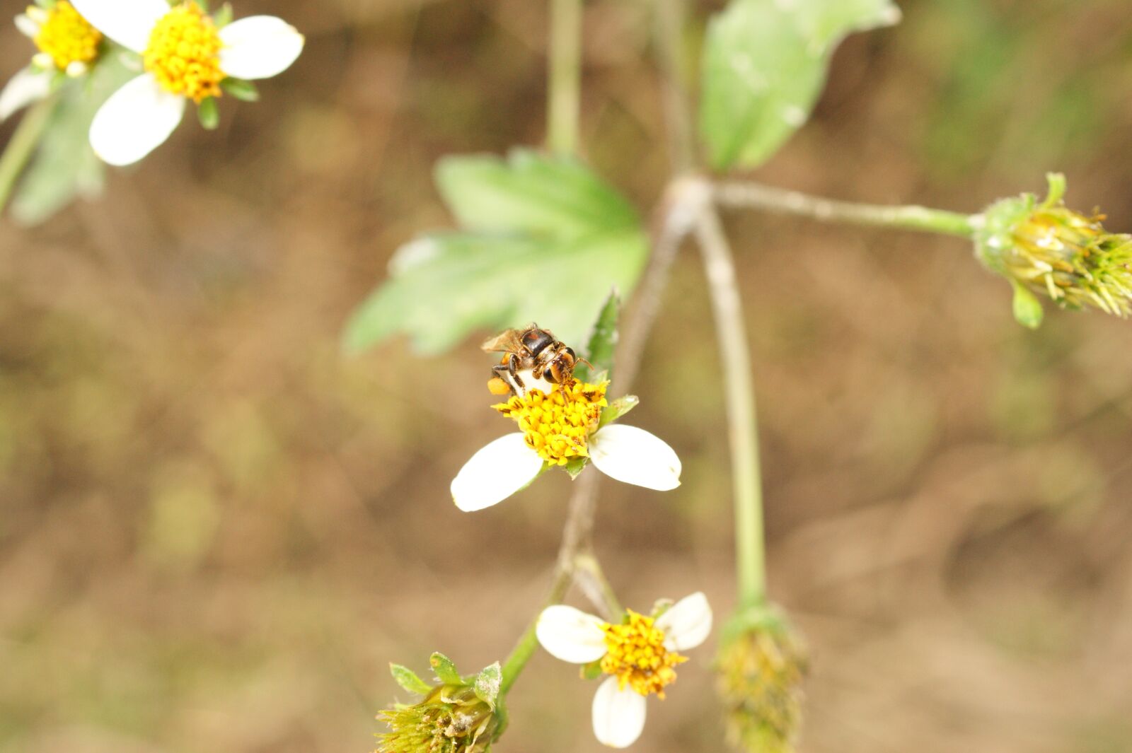 Sony Alpha DSLR-A390 sample photo. Nature, in, the photography
