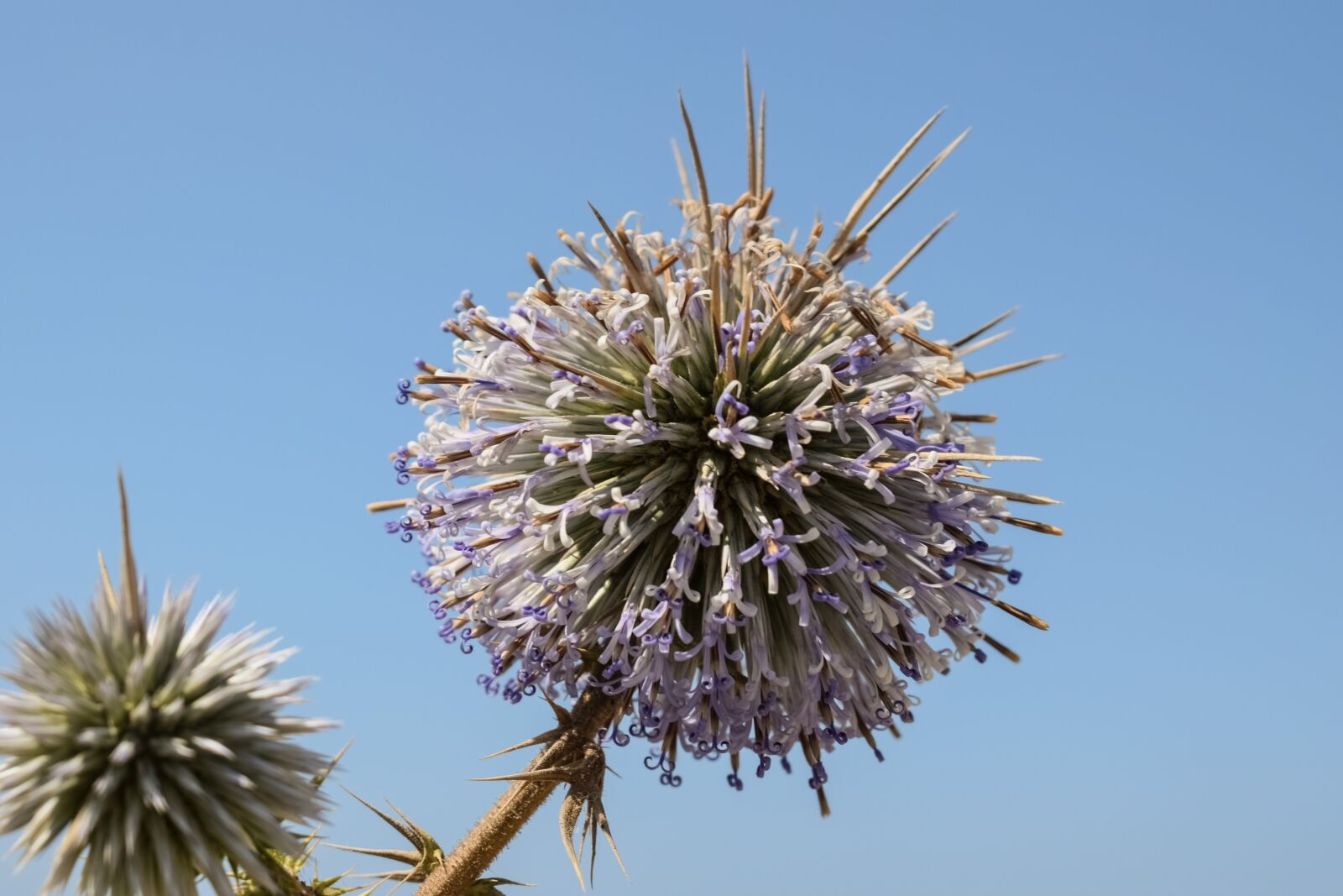 Nikon D3300 sample photo. Thistle, inflorescence, flower photography
