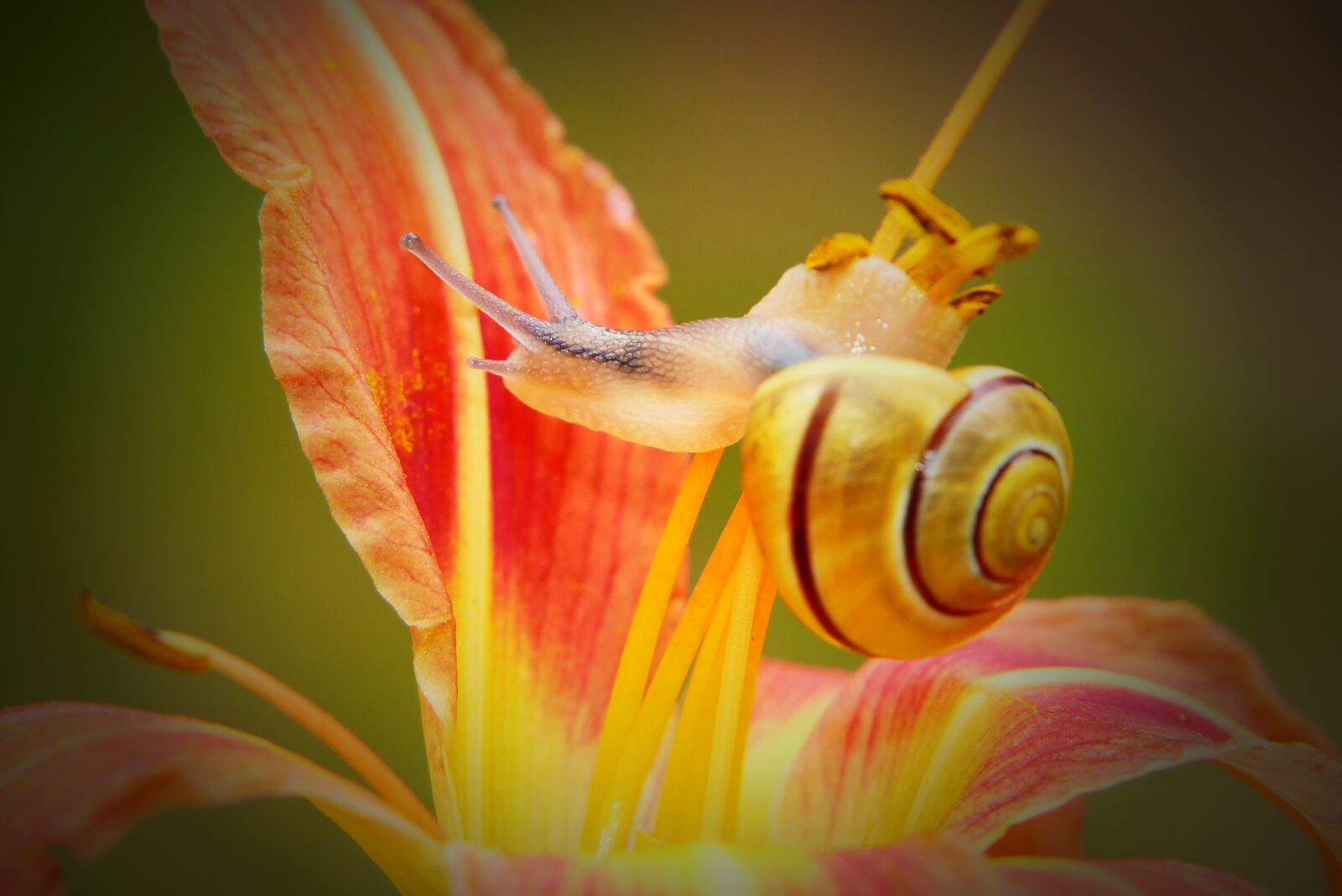 Panasonic Lumix DMC-FZ200 sample photo. Wst yk huntsman, molluscum photography