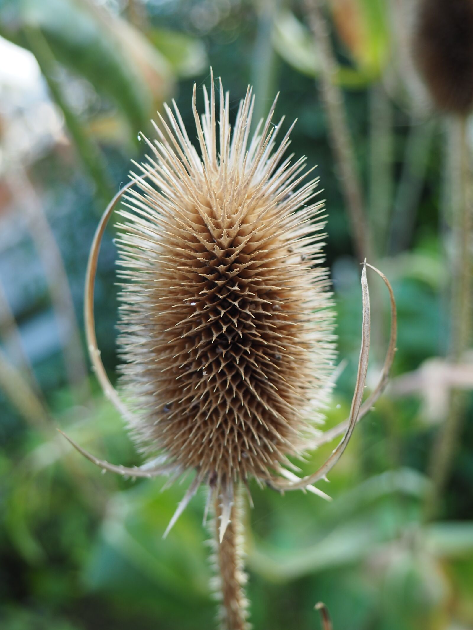 Olympus OM-D E-M10 sample photo. Thistle, nature, spur photography