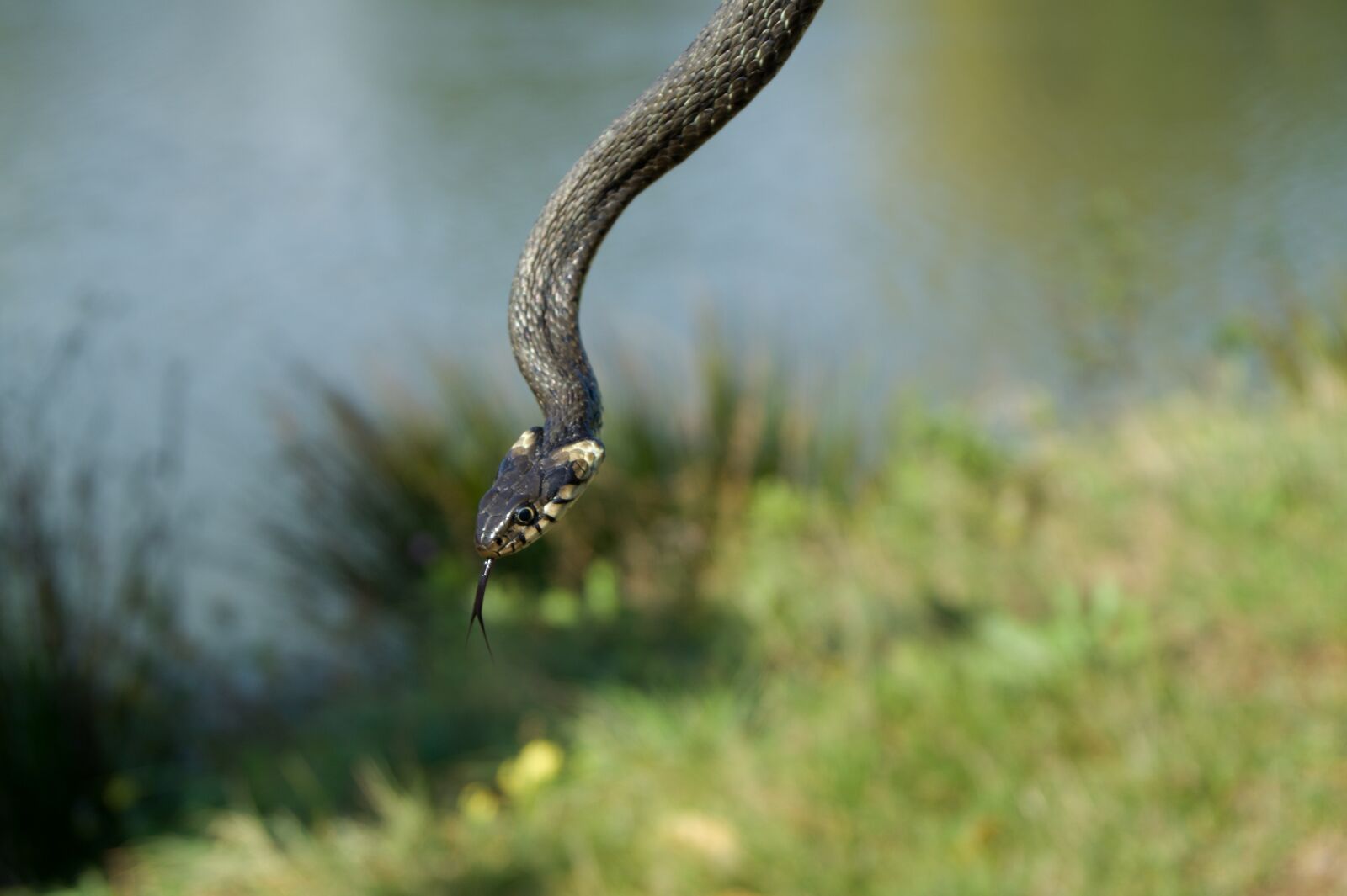 Sony DT 18-55mm F3.5-5.6 SAM II sample photo. Snake, nature, slovakia photography