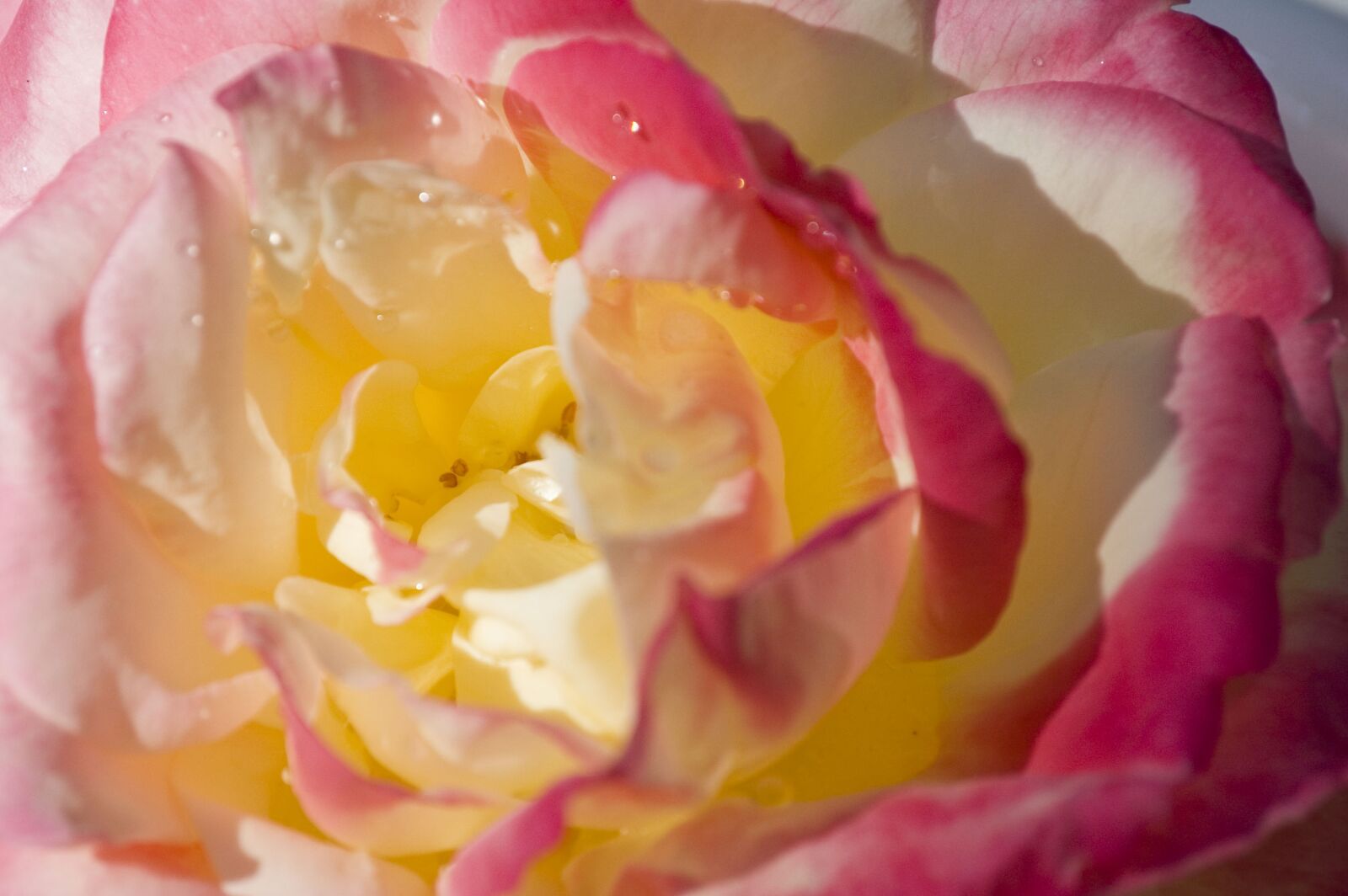 Nikon D50 sample photo. Flower, rose, blossom photography