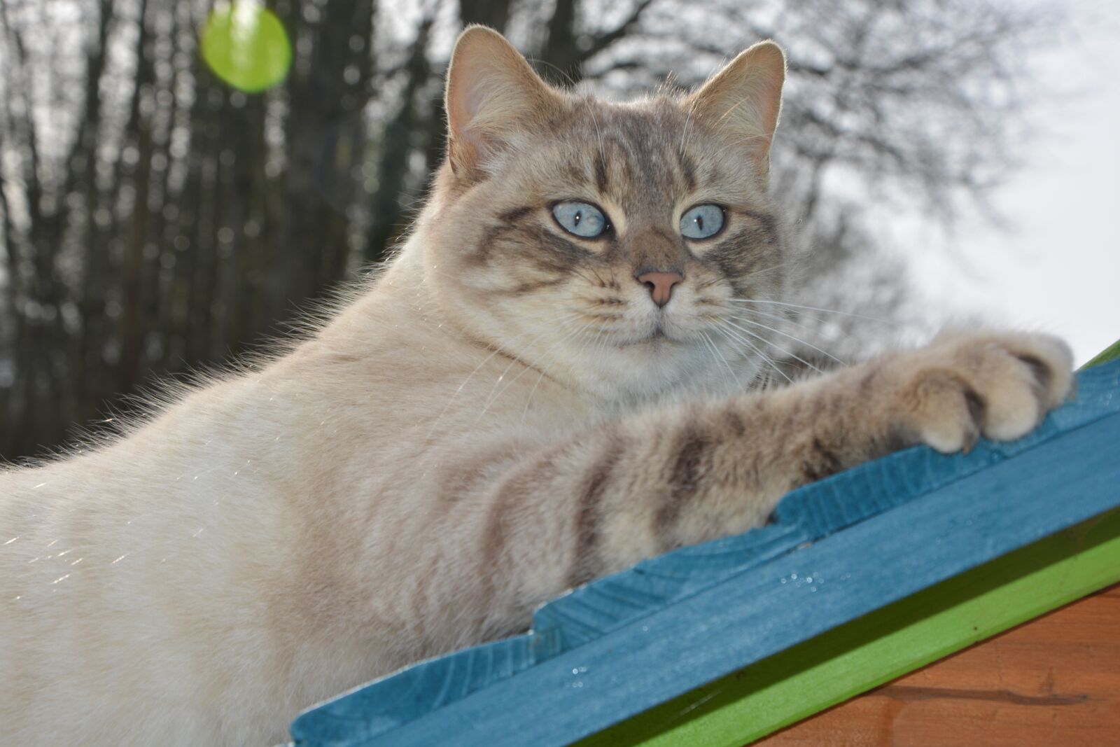 Nikon D5200 sample photo. Cat, pussy nala, feline photography