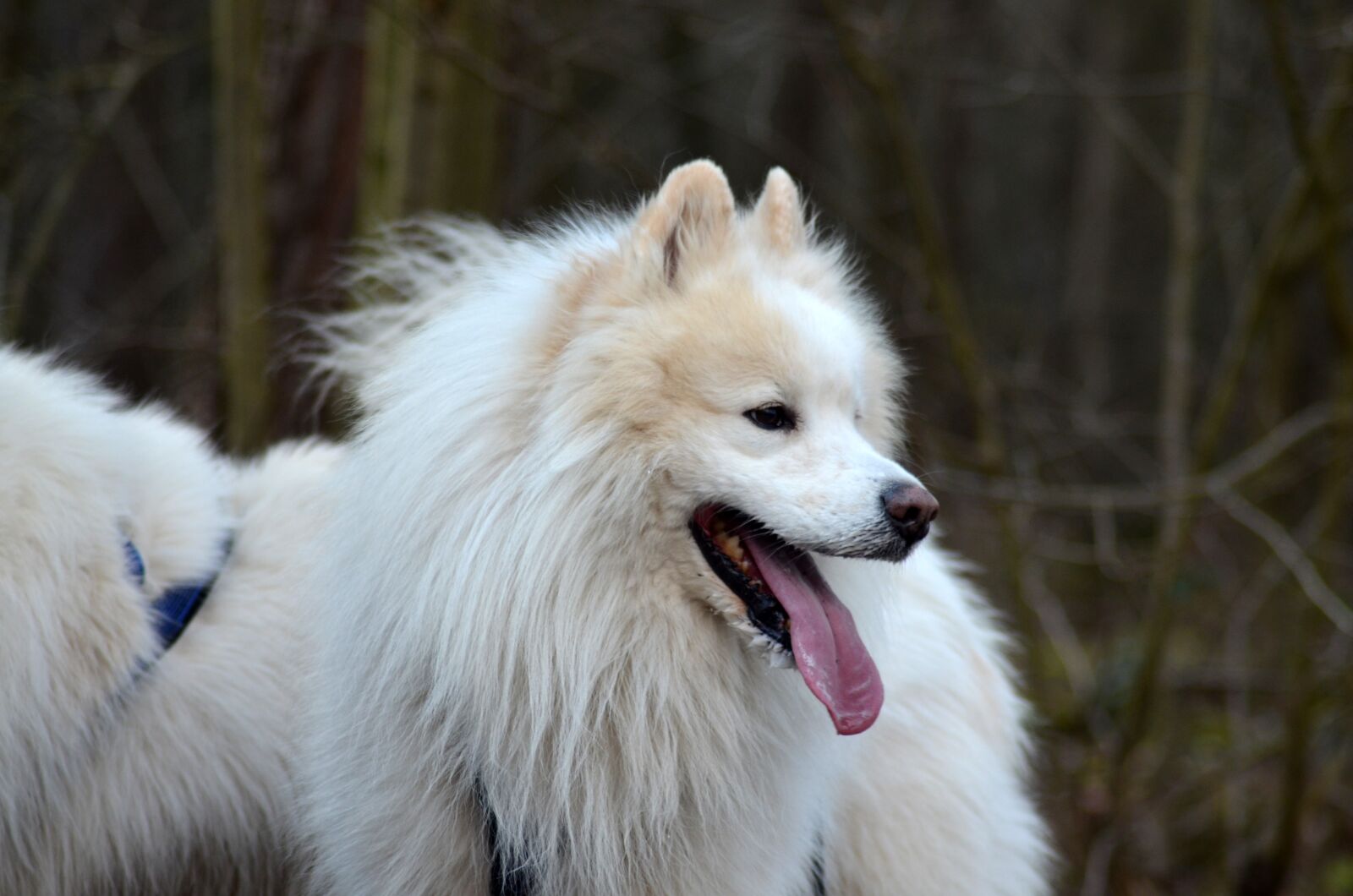 Nikon D5100 sample photo. Samoyed, dog, pet photography