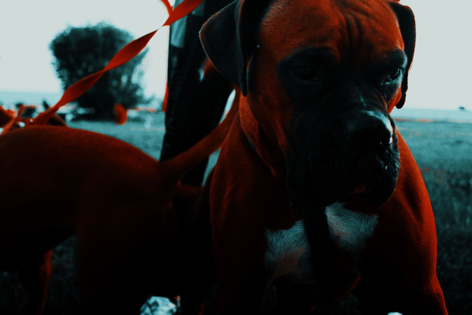 Canon EOS 1100D (EOS Rebel T3 / EOS Kiss X50) sample photo. Dog, boxer, animal photography