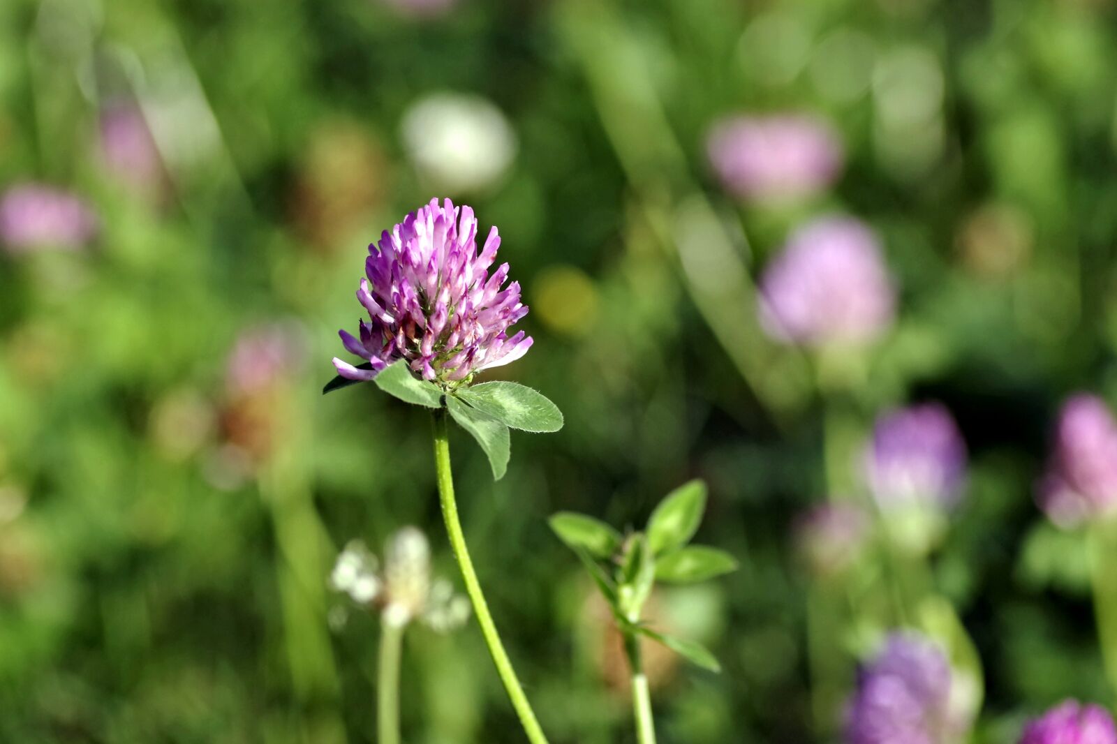 Pentax K-S2 sample photo. Clover, red, blue photography