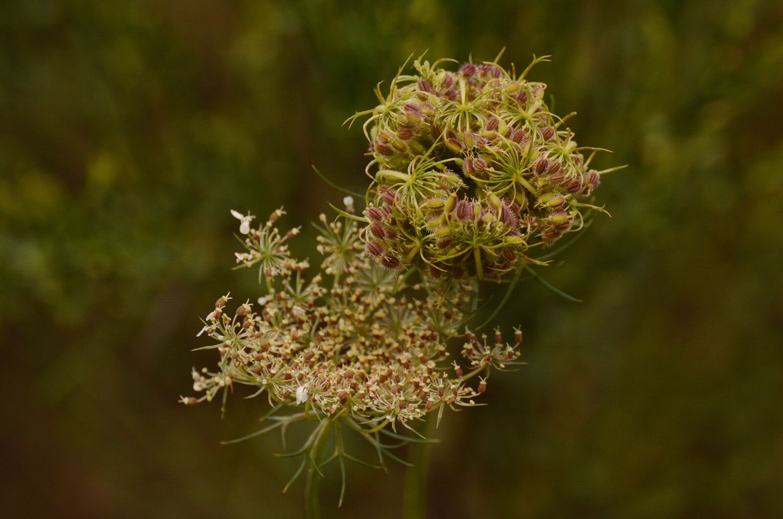 Nikon D5200 sample photo. Wild carrot, daucus carota photography