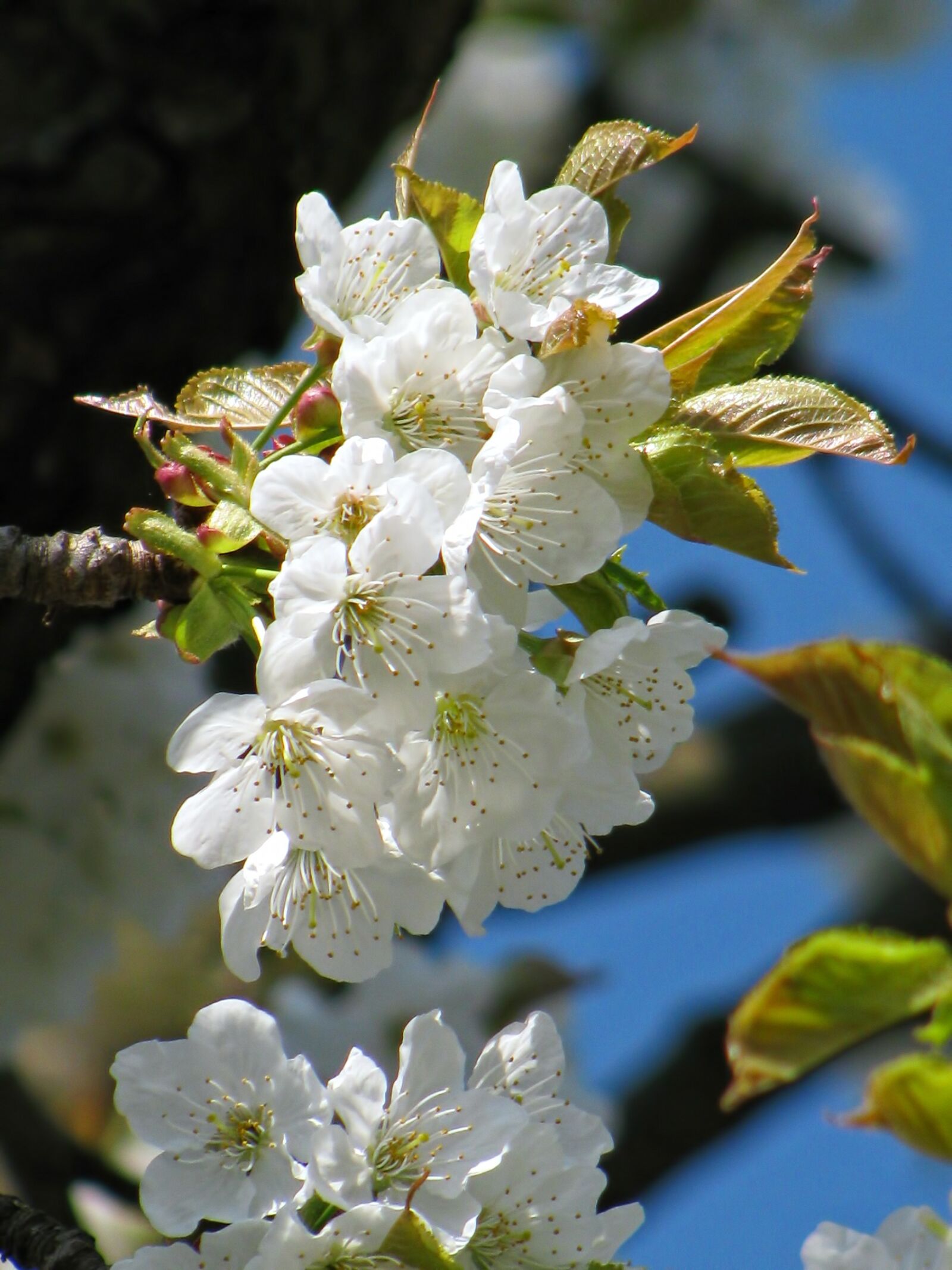 Canon PowerShot SX110 IS sample photo. Tree, blossom, blossoms photography