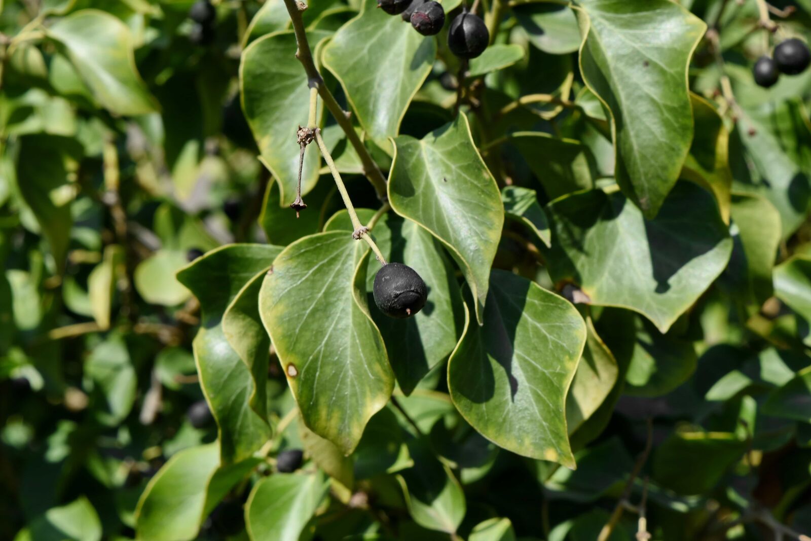 Nikon D5500 sample photo. Berries, bush, plant, tree photography