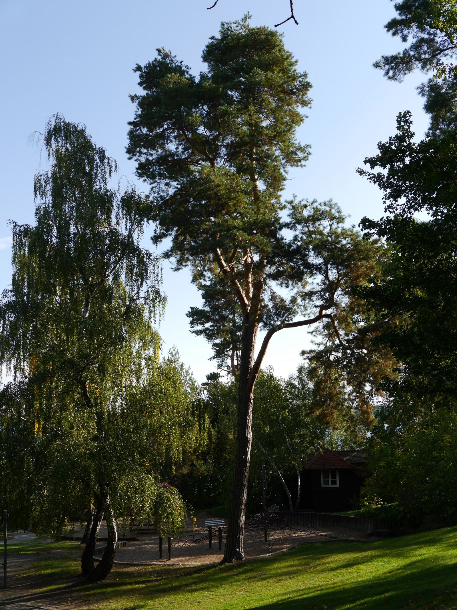 Panasonic Lumix DMC-G6 sample photo. Tree, autumn, nature photography