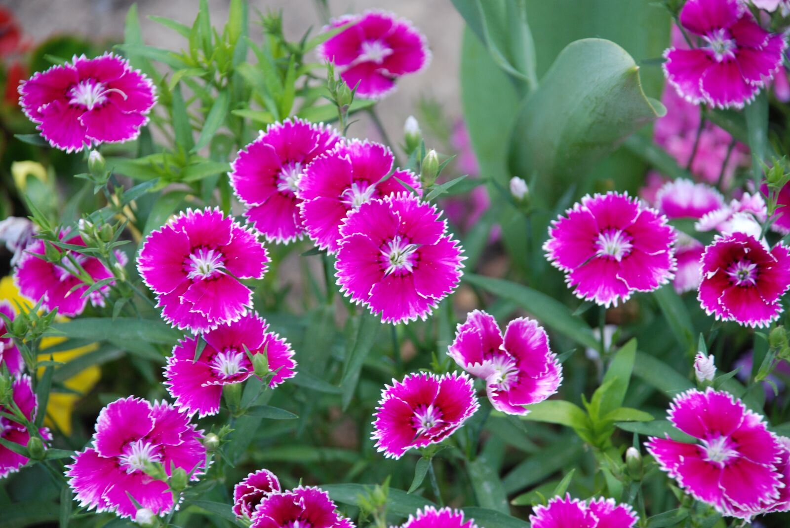 Nikon D80 sample photo. Flowers, summer, greens photography