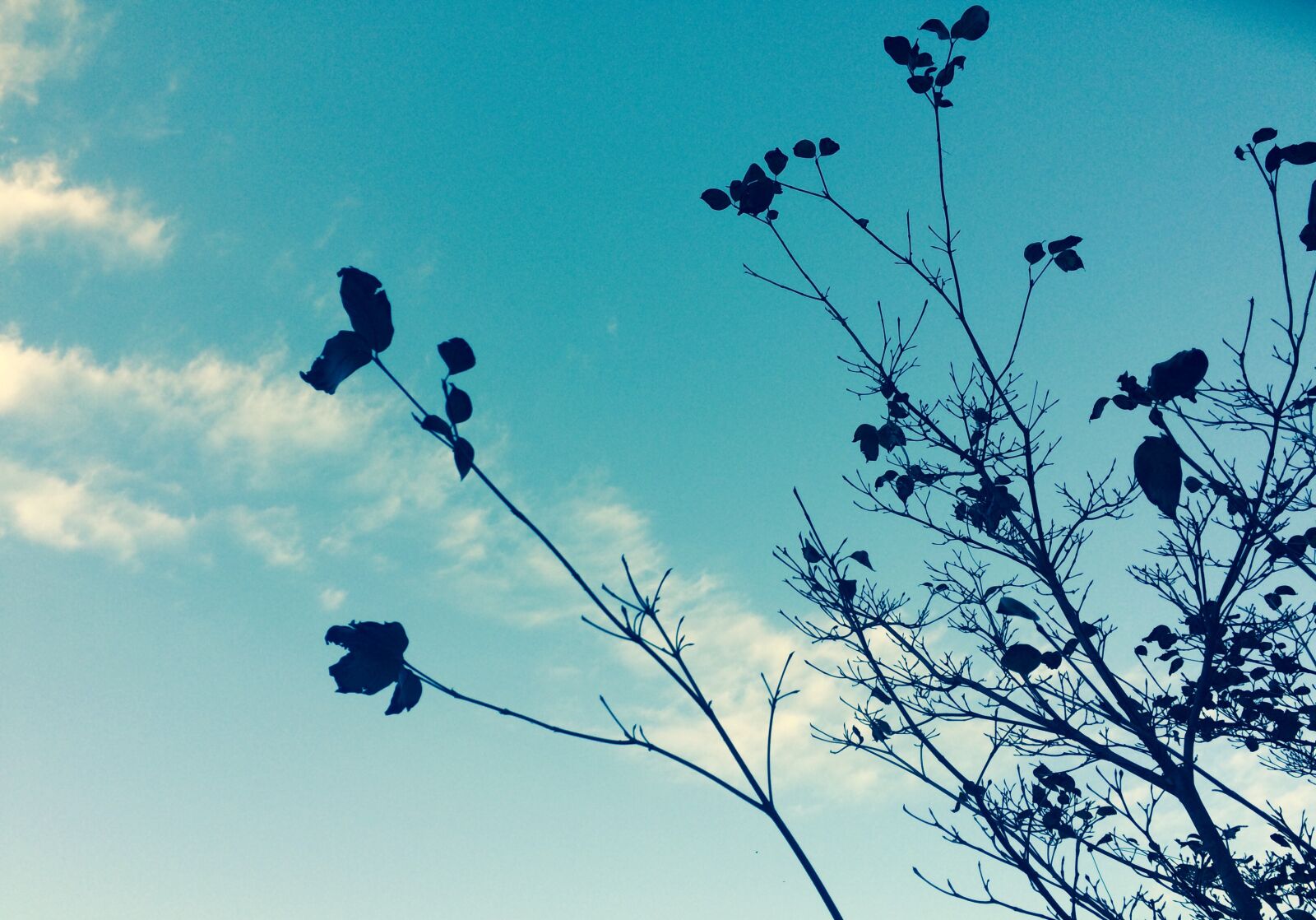 iPhone 5s back camera 4.15mm f/2.2 sample photo. Branches, clouds, fall, fall photography