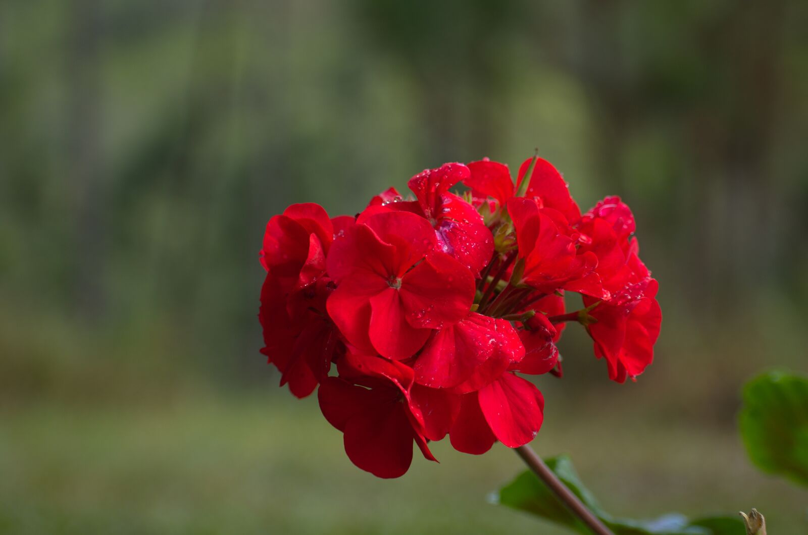 Nikon D7200 sample photo. Nature, flower, flora photography