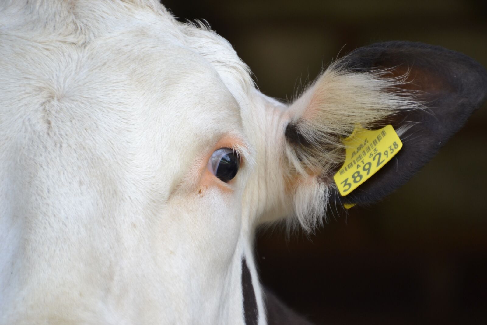 Nikon D3100 sample photo. Cows, simmental cattle, beef photography