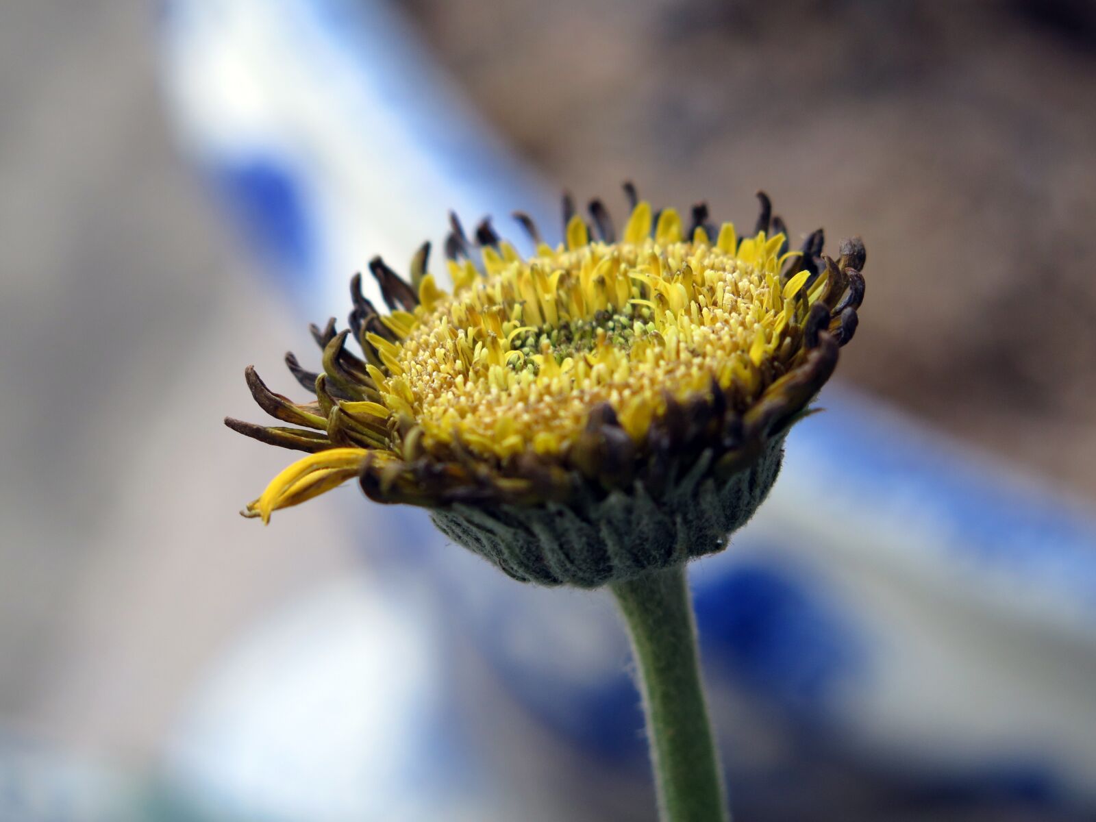 Canon PowerShot G16 sample photo. Gerbera flower, flower, yellow photography