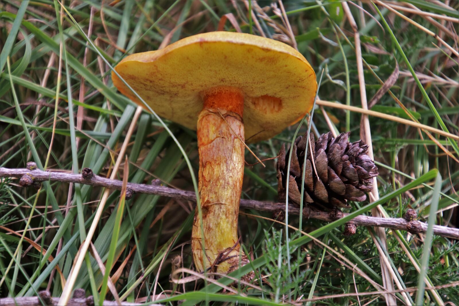 Canon EOS 80D sample photo. Mushroom, in the forest photography