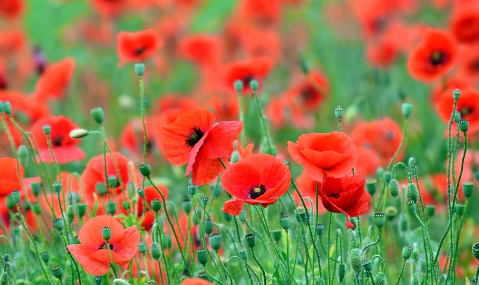 Nikon D3300 sample photo. Poppy, field of poppies photography