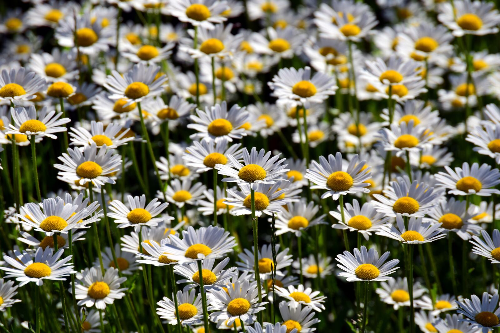 Nikon D3300 sample photo. Flower meadow, daisies, nature photography