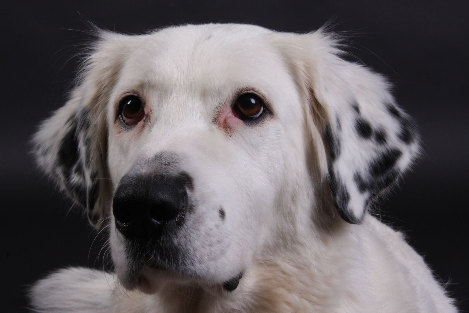 Canon EOS 40D sample photo. Dog, white, sweet photography