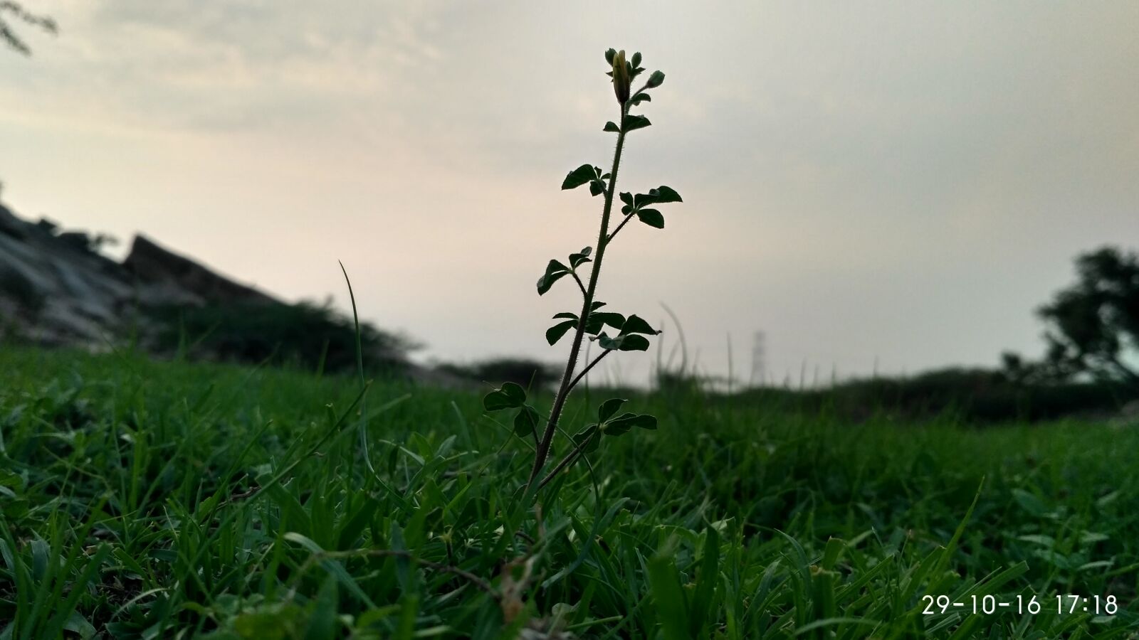Xiaomi Redmi 3S sample photo. Close, up, of, wheat photography