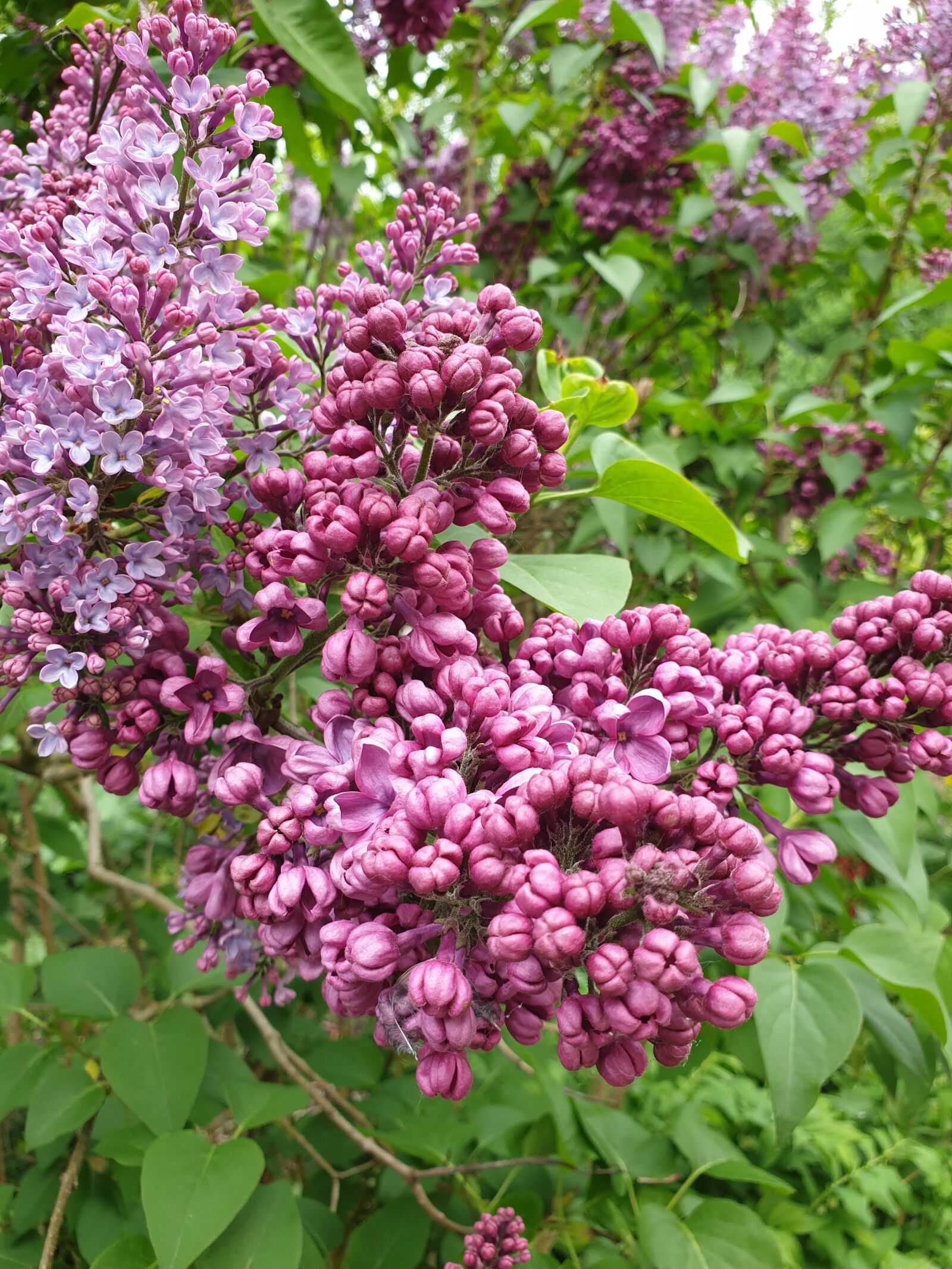 Samsung Galaxy S9 sample photo. Lilac, garden, spring photography