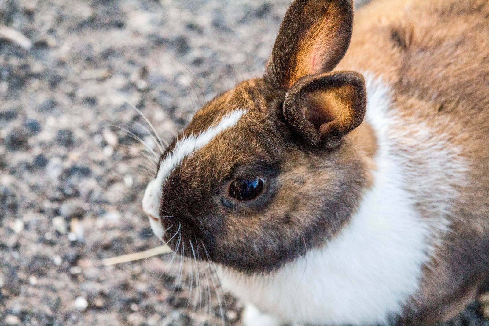 Canon EOS 700D (EOS Rebel T5i / EOS Kiss X7i) sample photo. Easter, cute, animal photography