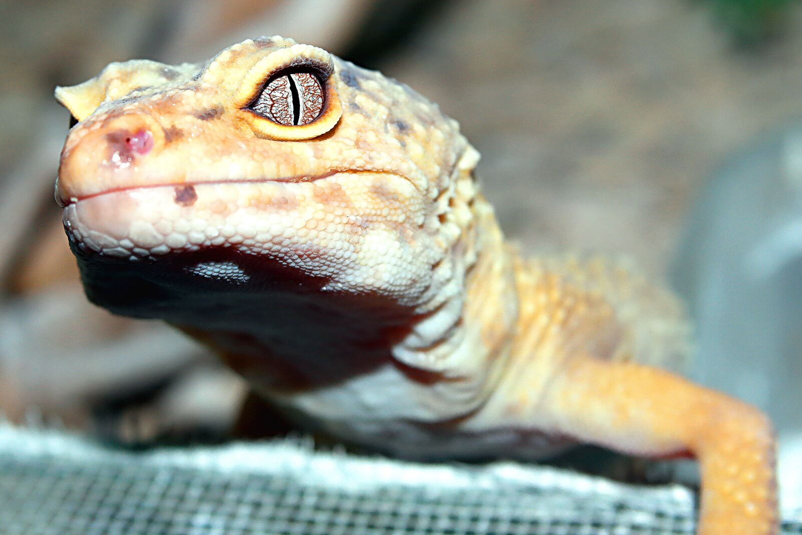 Samsung NX2000 sample photo. Nature, reptiles, animals photography