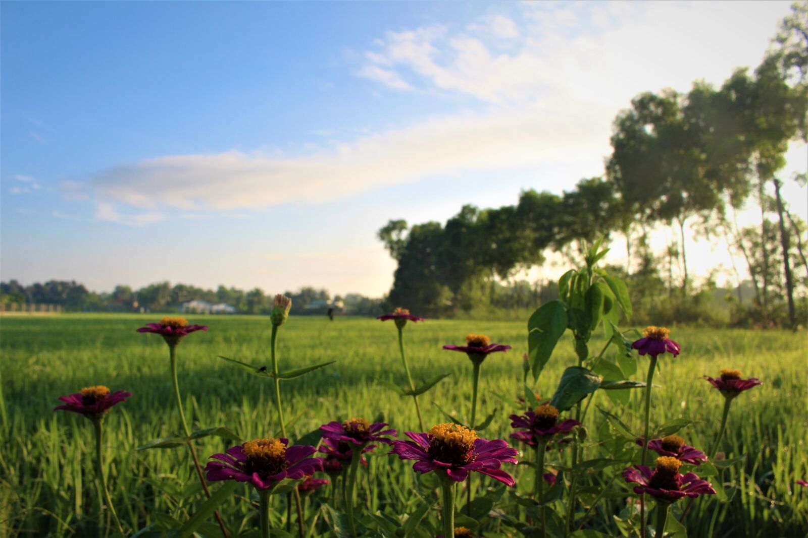 Canon EOS 700D (EOS Rebel T5i / EOS Kiss X7i) sample photo. Morning, sunrise, nature photography
