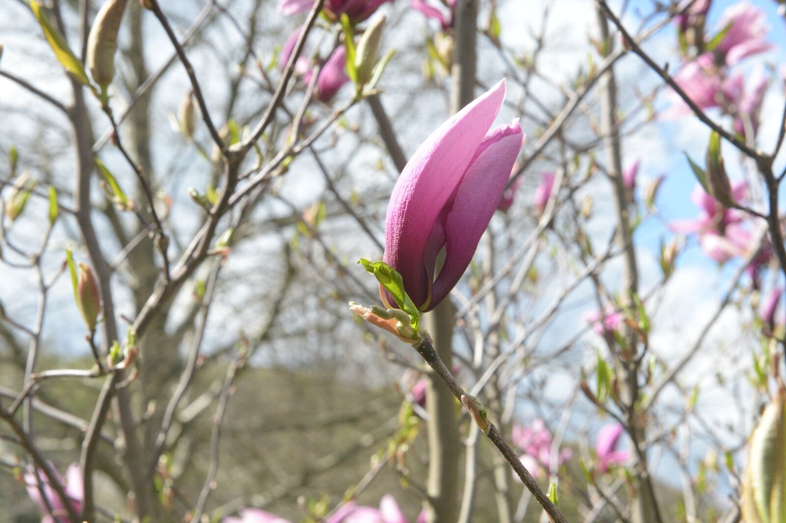 Nikon D4 sample photo. Spring, blossom, bloom photography