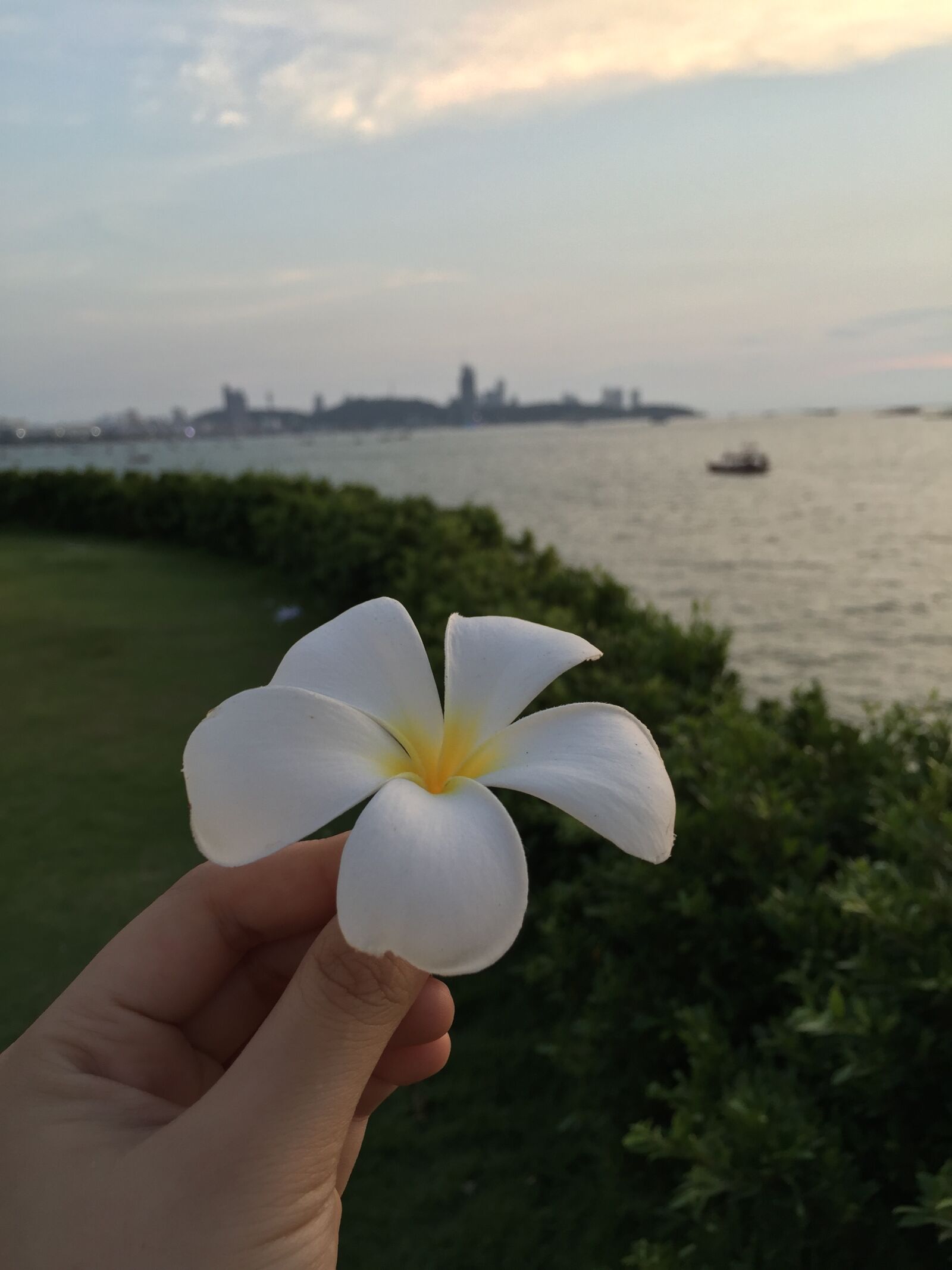 Apple iPhone 6 sample photo. Flower, sea, thailand photography