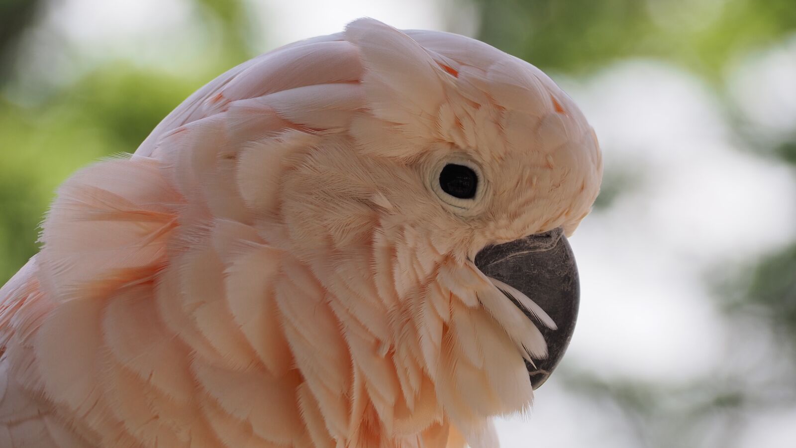 Olympus OM-D E-M10 II sample photo. Moluccan, bird, white photography