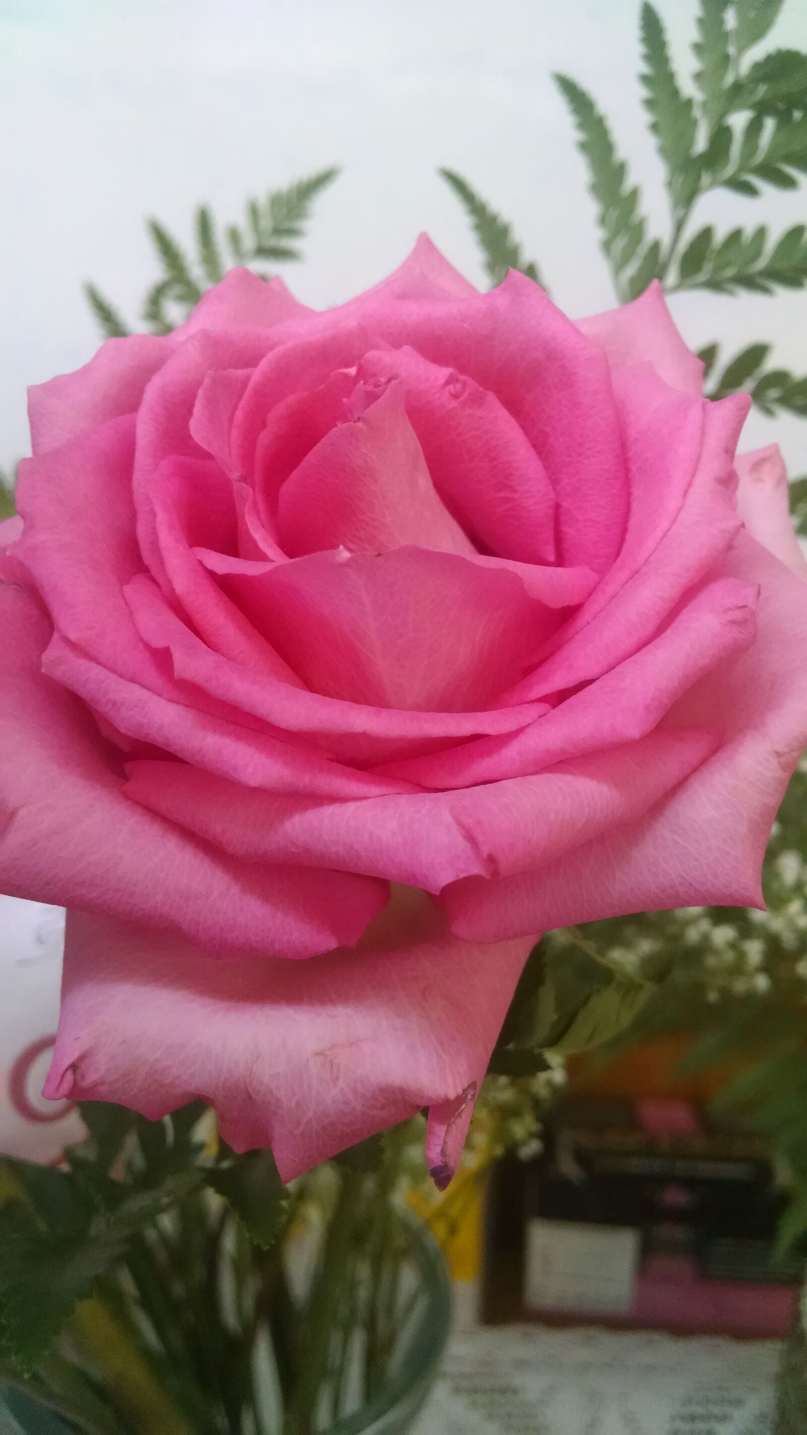 Motorola Moto X (1st Gen) sample photo. Flower, jfjyear1, pink, rose photography