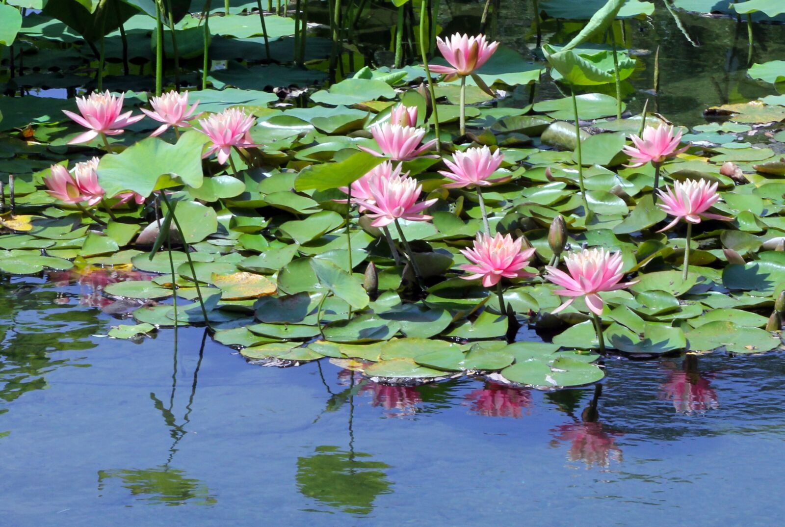 Canon EF 75-300mm f/4-5.6 sample photo. Pond, lily, water lily photography