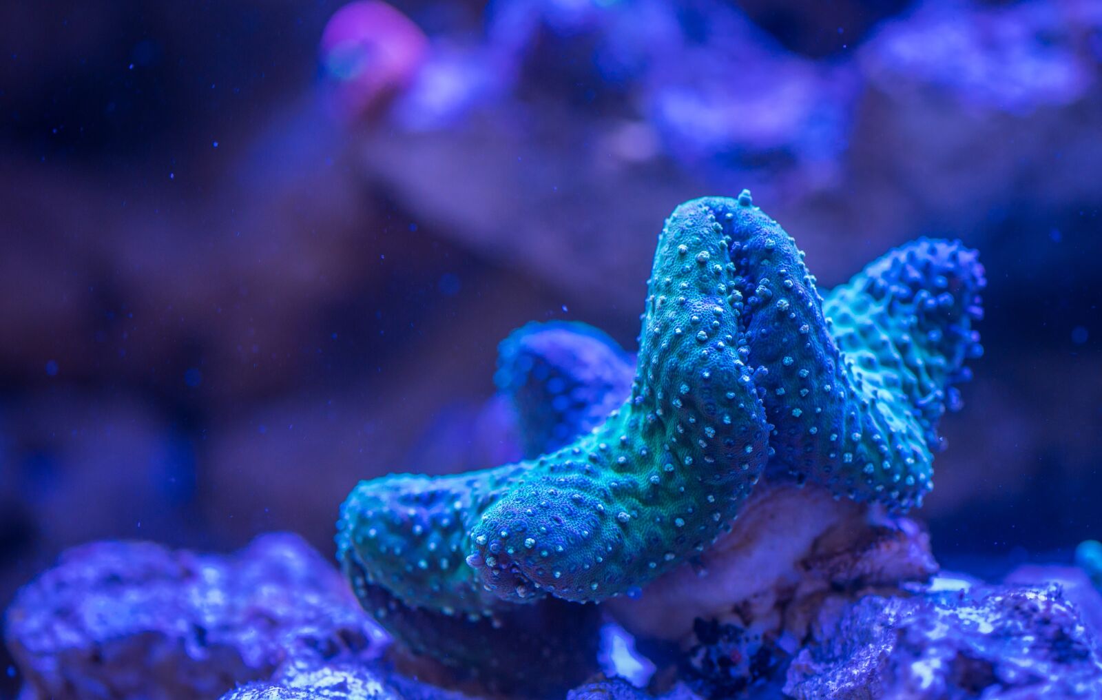 Sony a7R II sample photo. Coral, polyp photography