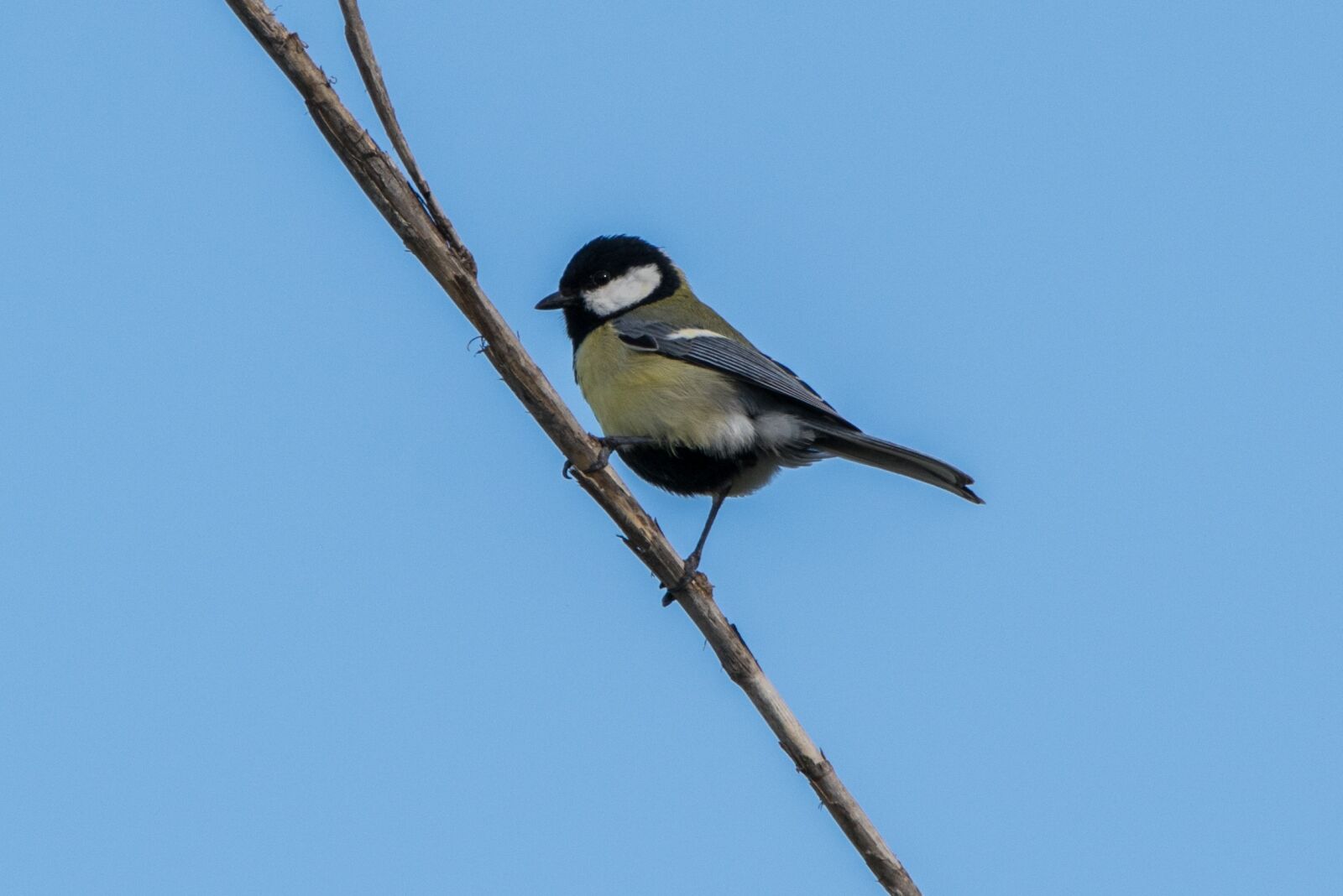 Nikon D5300 sample photo. Birds, nature, wild life photography