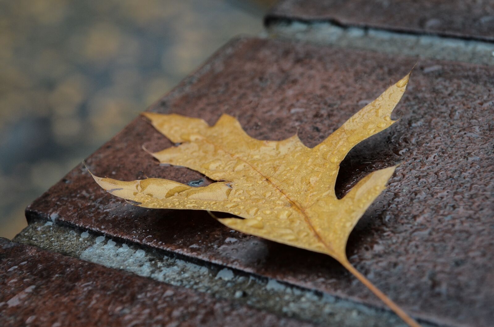 Nikon D5100 sample photo. Leaf, autumn, yellow photography