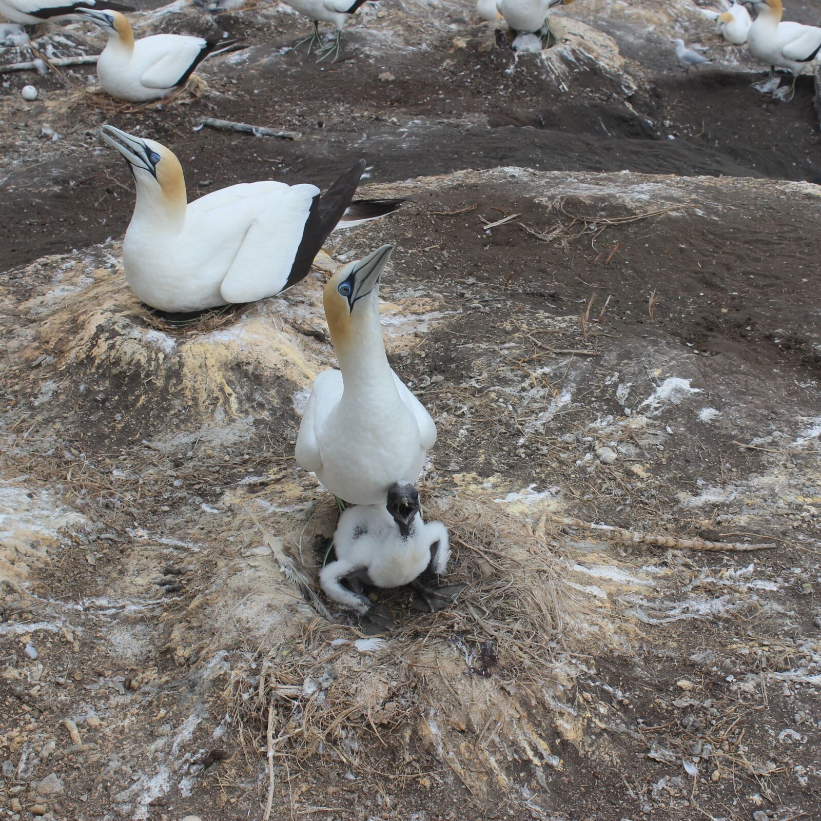 Canon EOS 600D (Rebel EOS T3i / EOS Kiss X5) sample photo. Mother gannet, baby gannet photography
