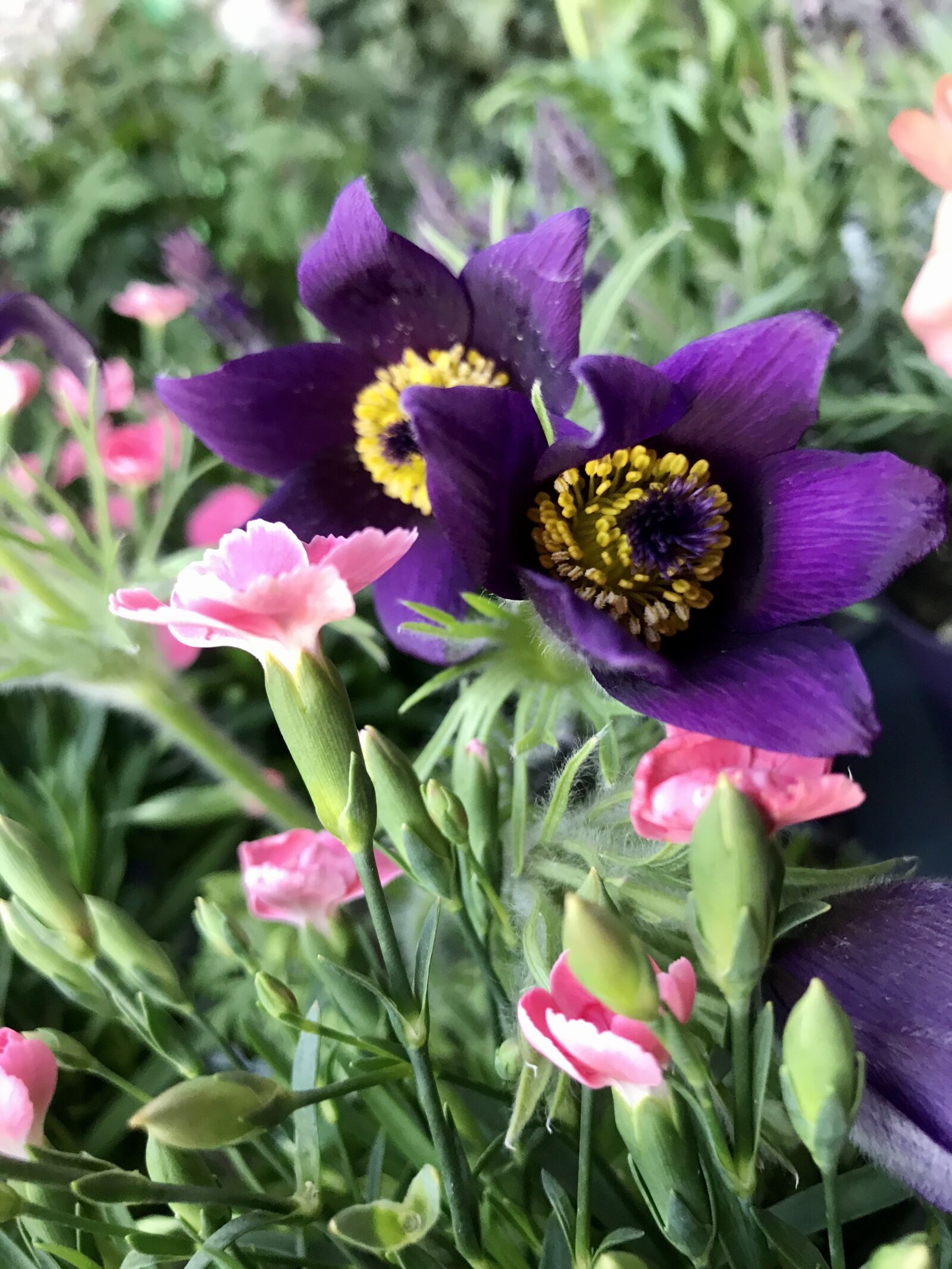 iPhone 7 back camera 3.99mm f/1.8 sample photo. Pulsatilla vulgaris, pasque flower photography