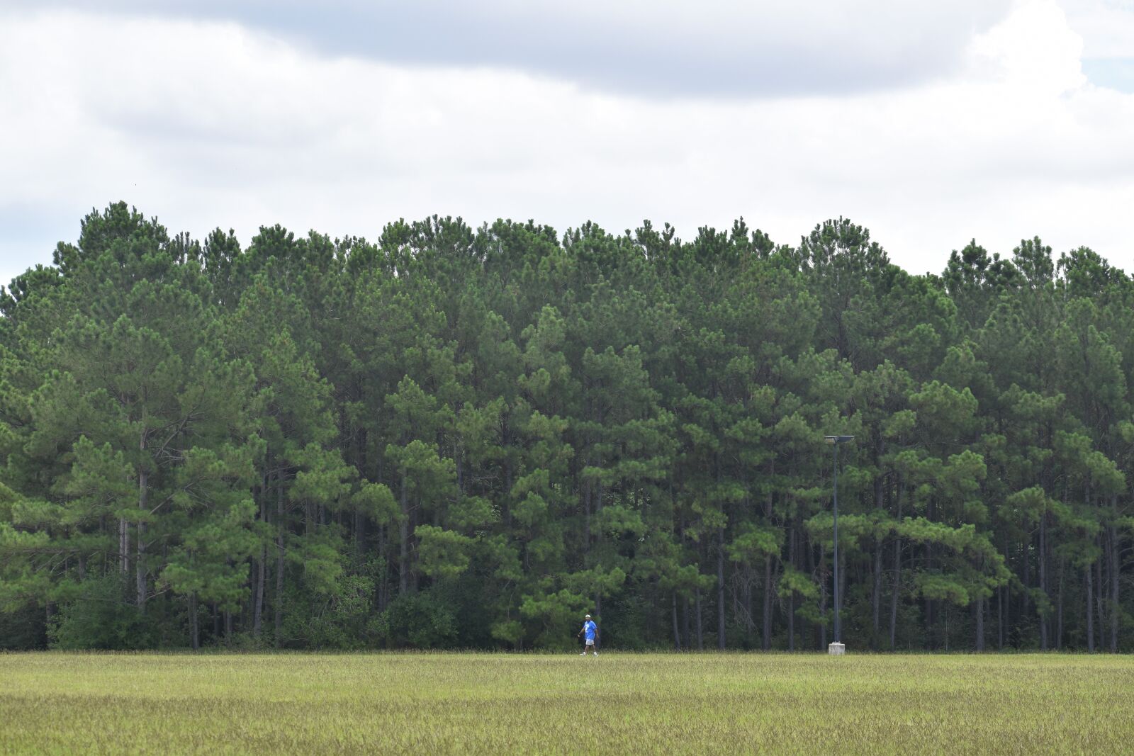 Nikon D3500 sample photo. Forest, jogging, walking photography