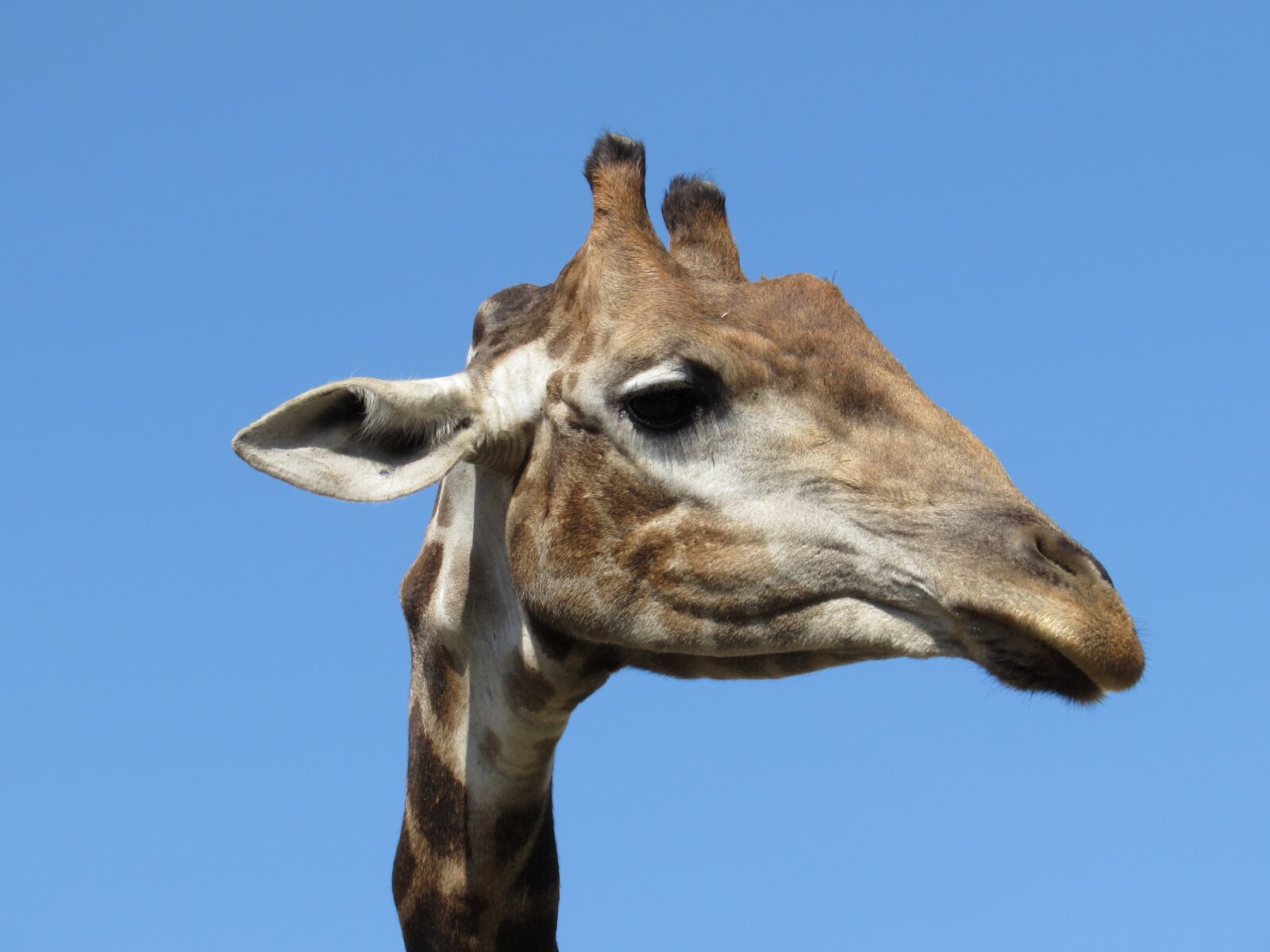 Canon PowerShot SX510 HS sample photo. Giraffe, animal, animals photography