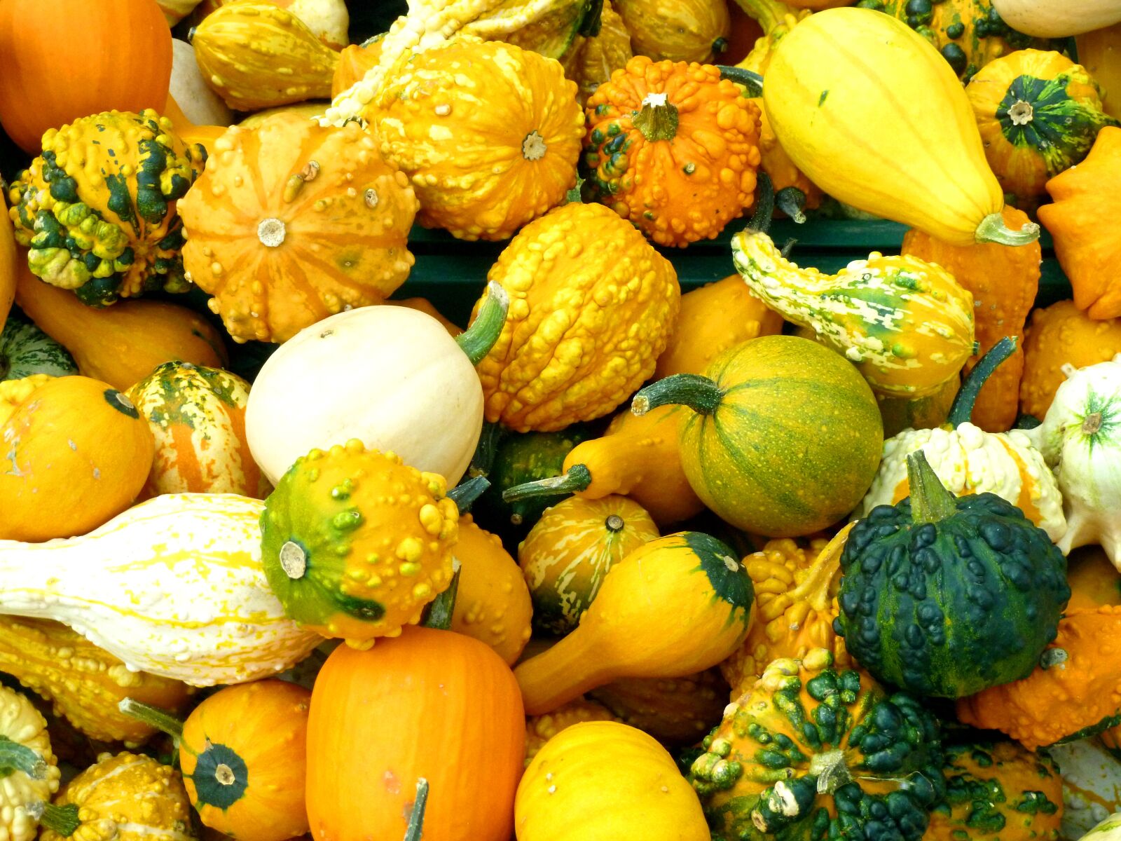 Panasonic DMC-FS37 sample photo. Pumpkins, cucurbitaceae, plant photography