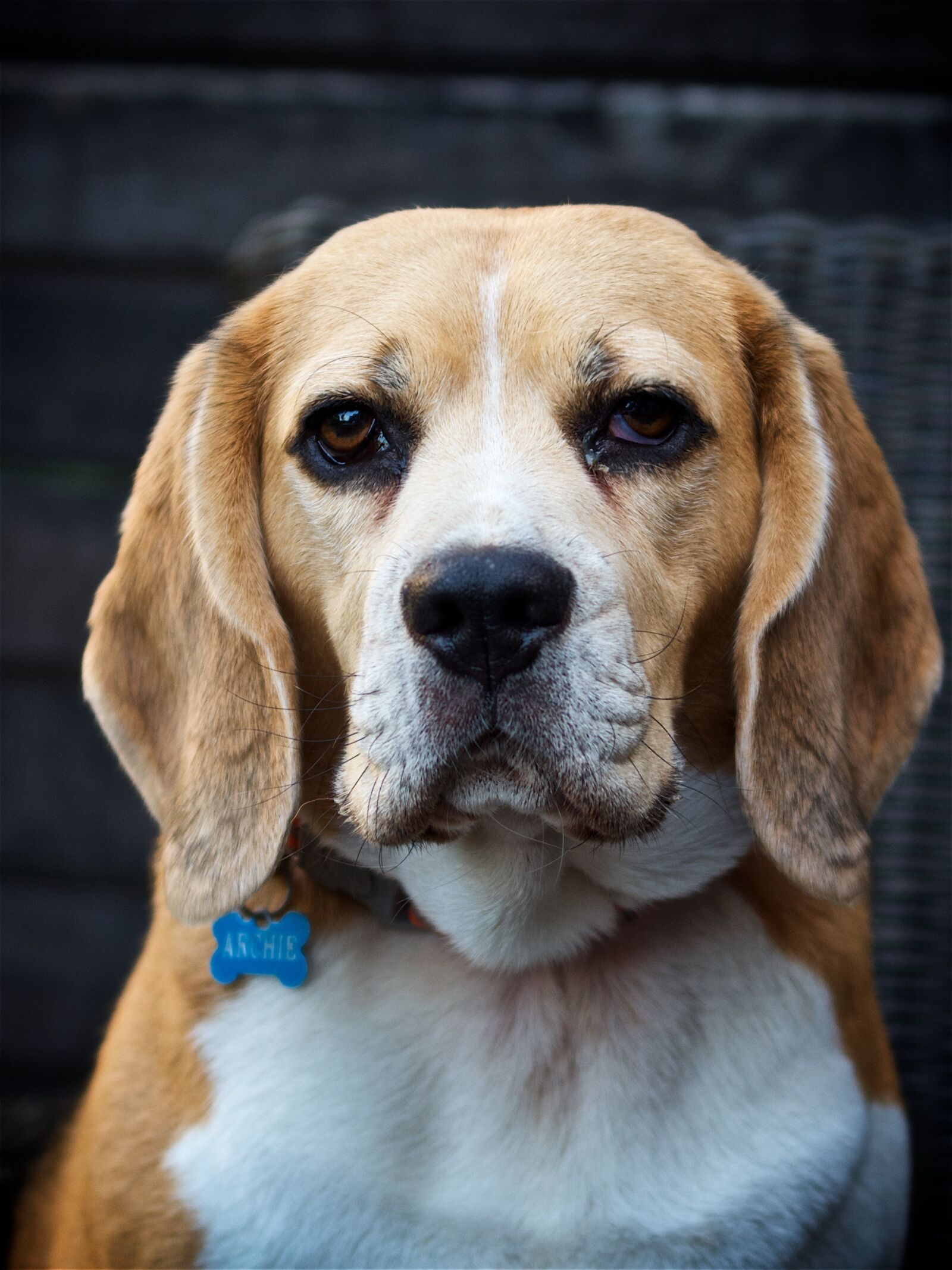 Pentax K-5 sample photo. Dog, hound, animal photography