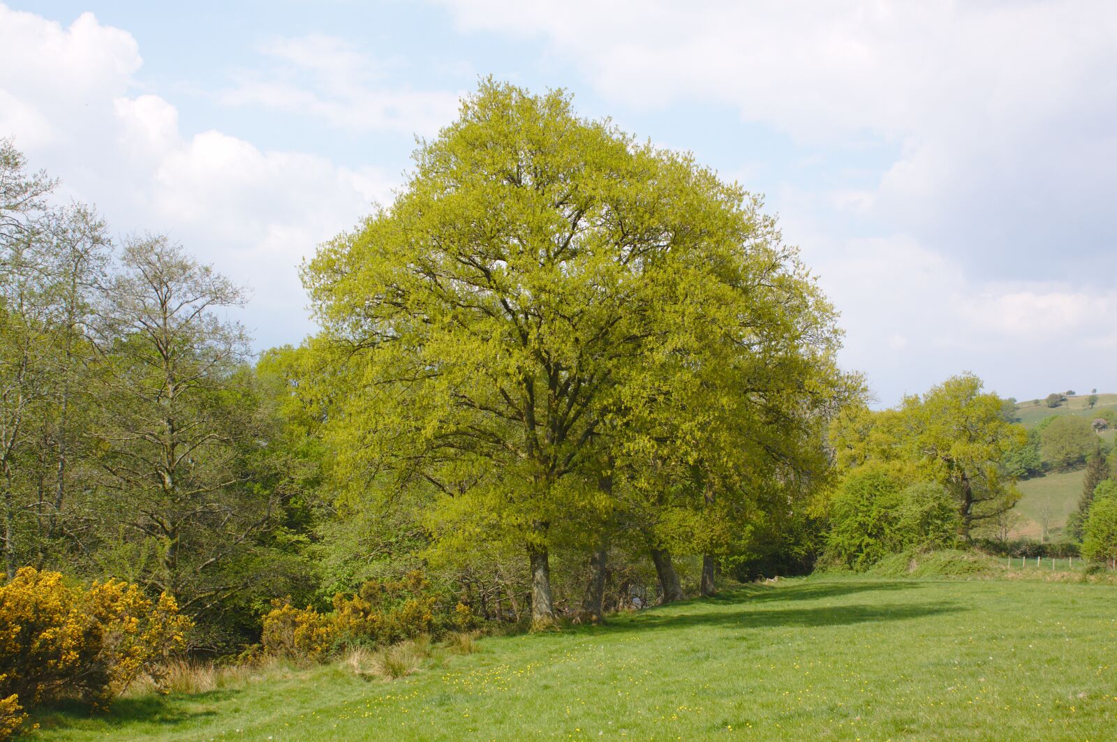 Canon EOS 50D sample photo. Oak, tree, field photography