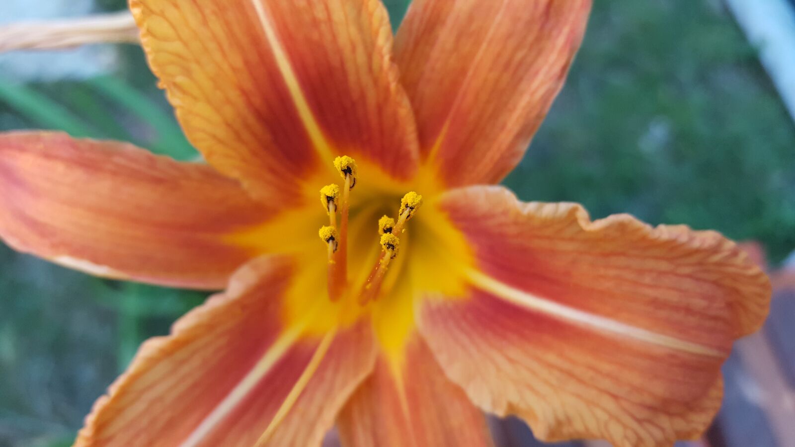 Samsung GALAXY S6 edge sample photo. Flower, orange, summer photography